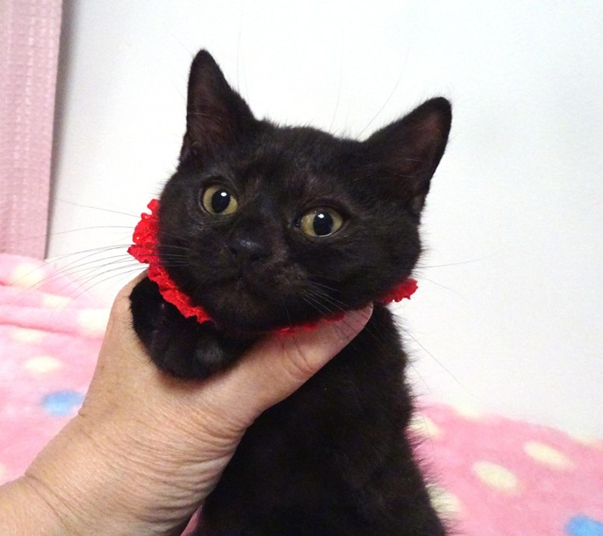 pet-image-3