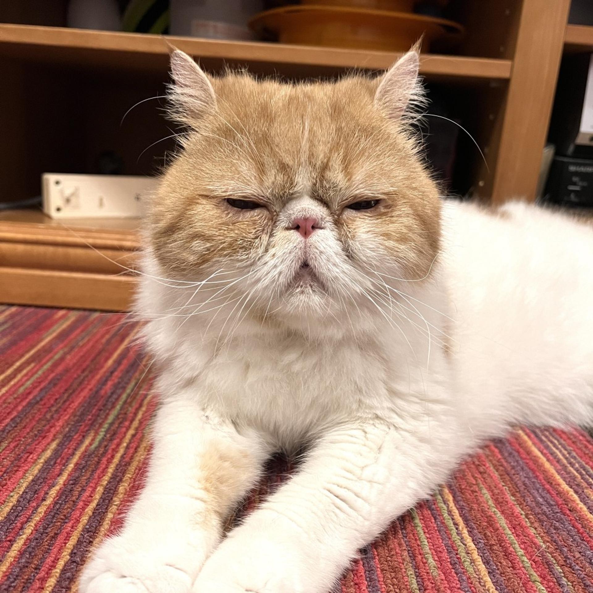pet-image-8