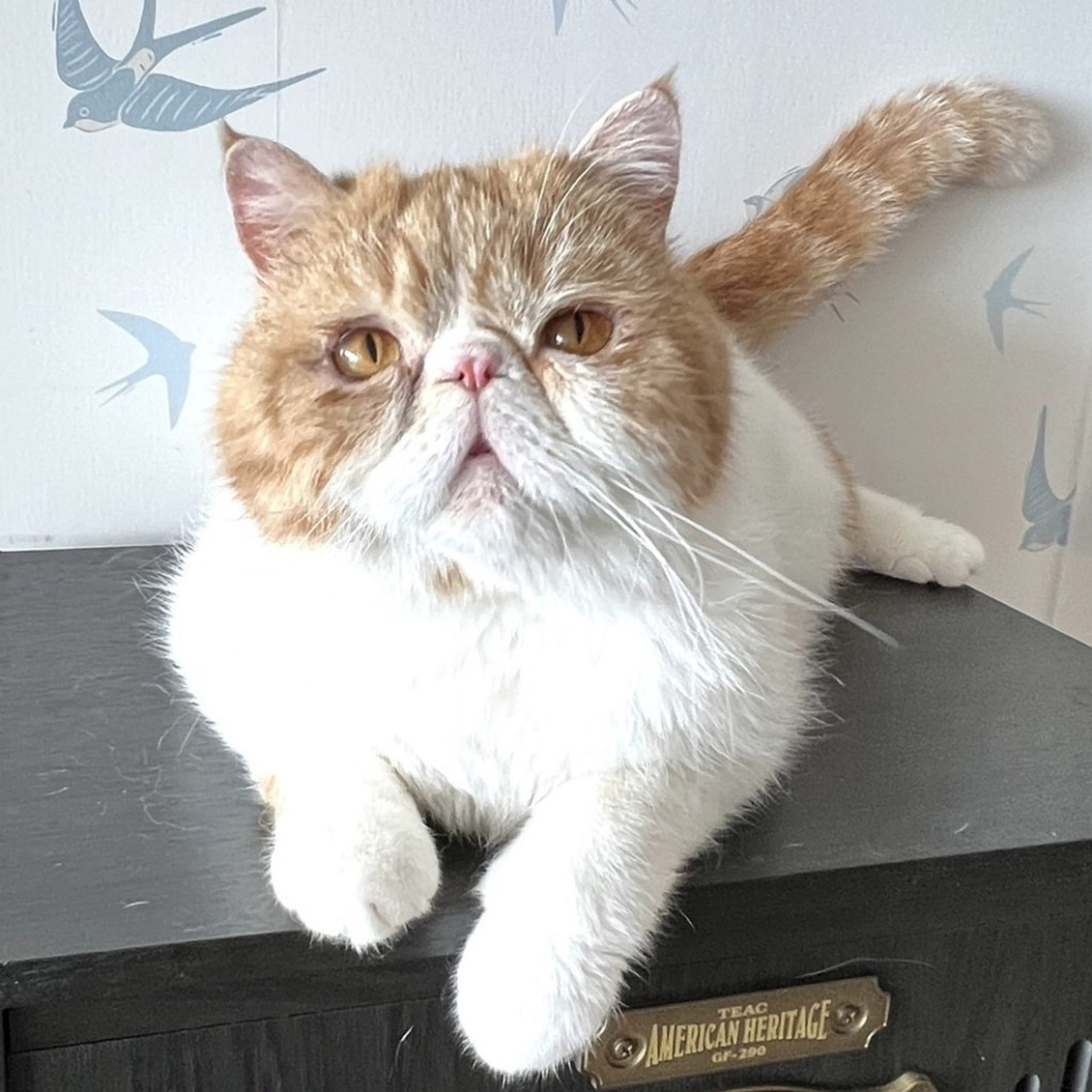 エキゾチックショートヘア・オスの里親募集の写真