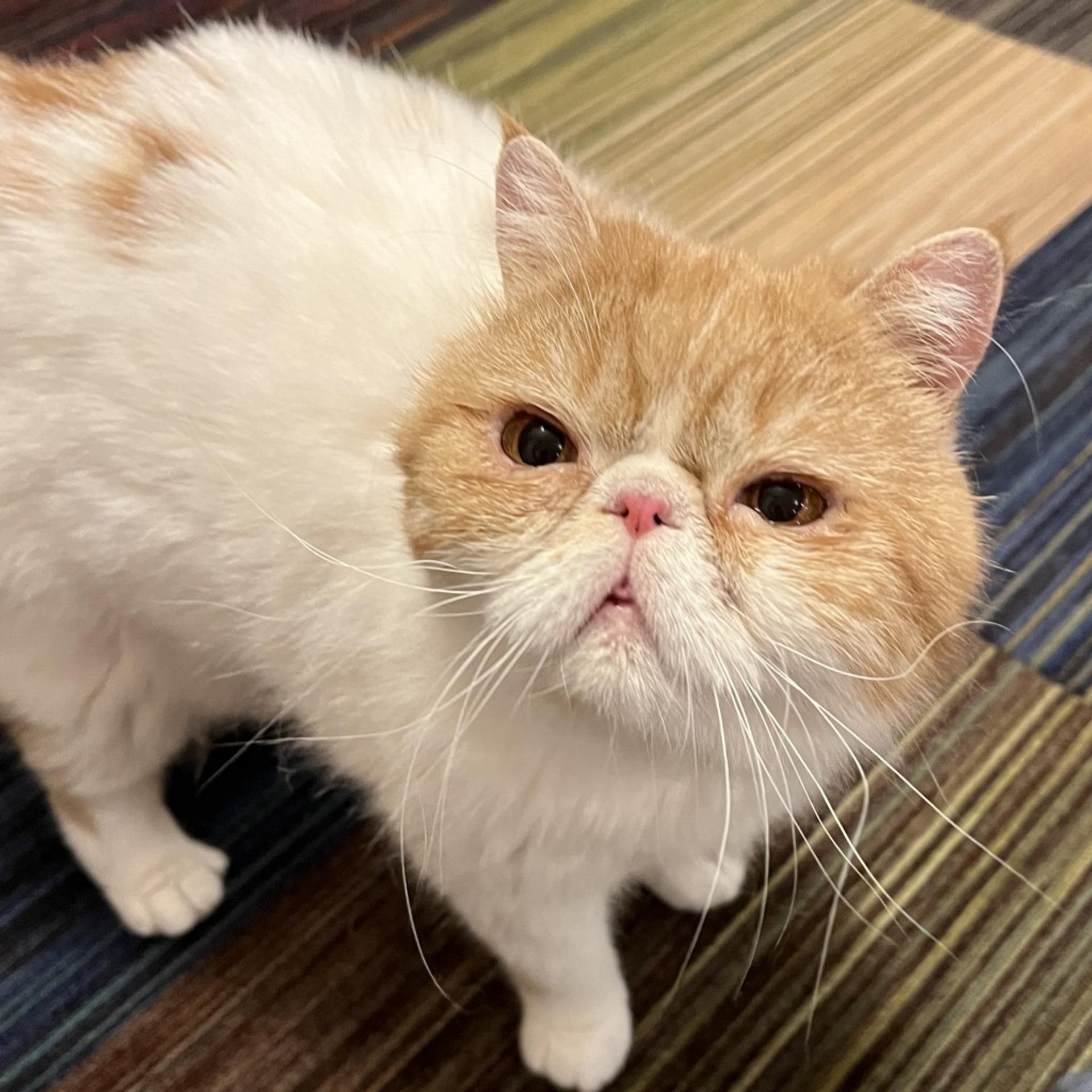 pet-image-9