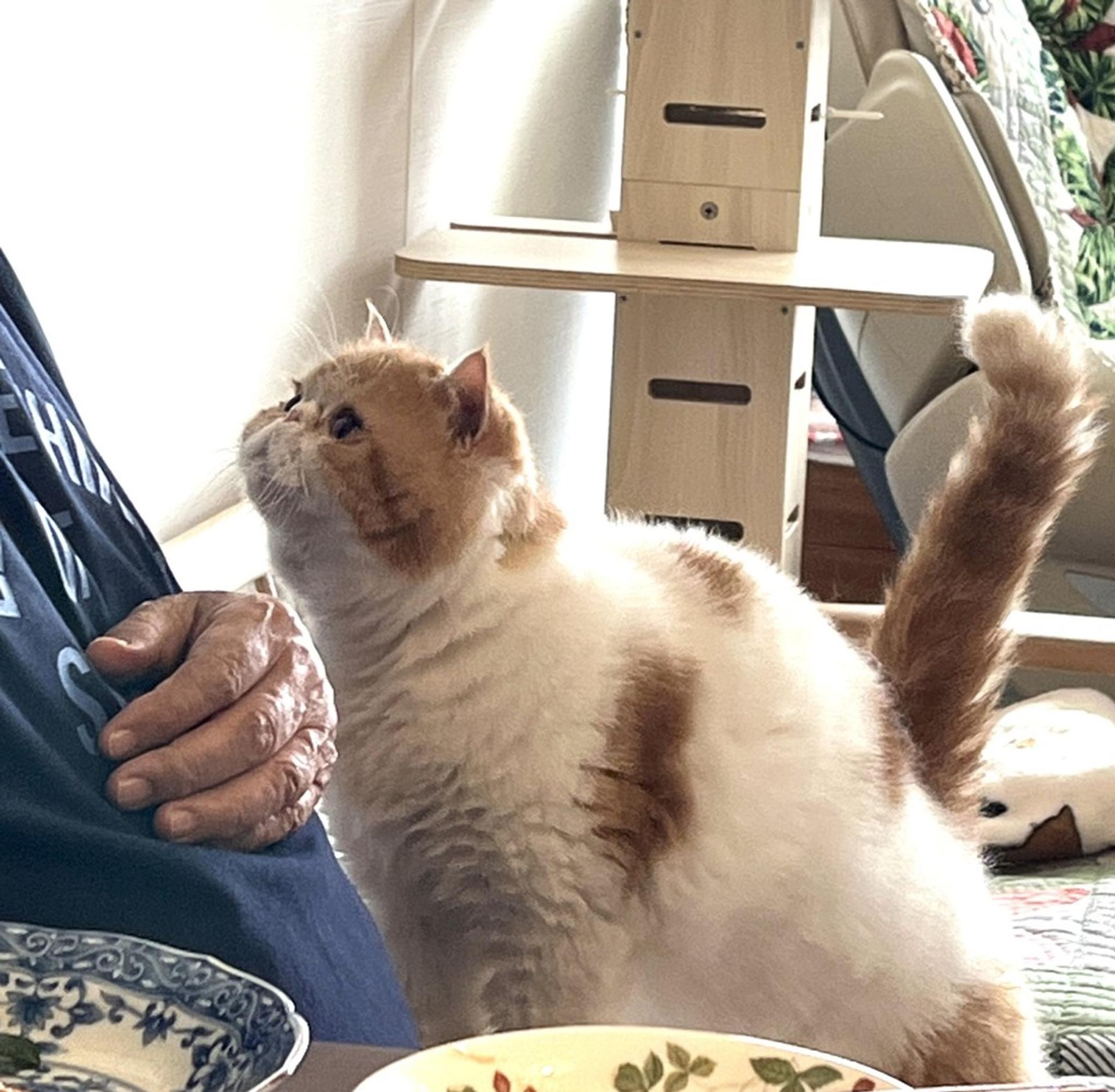 pet-image-3