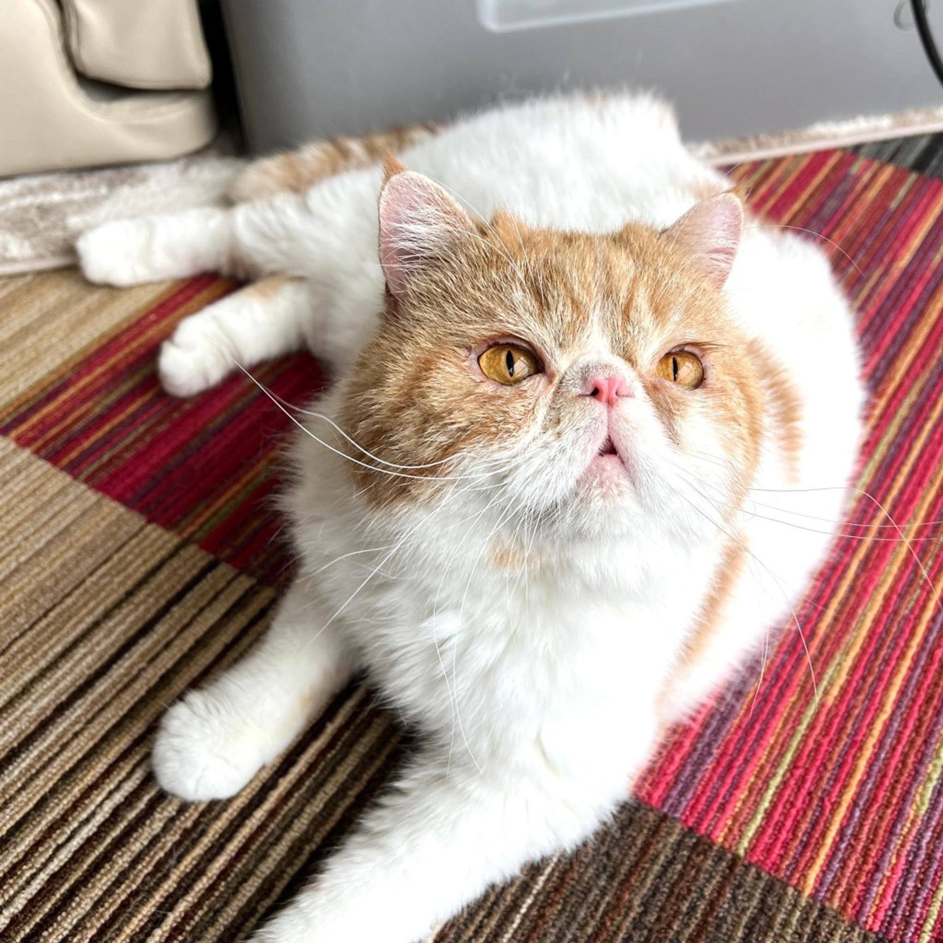 pet-image-7