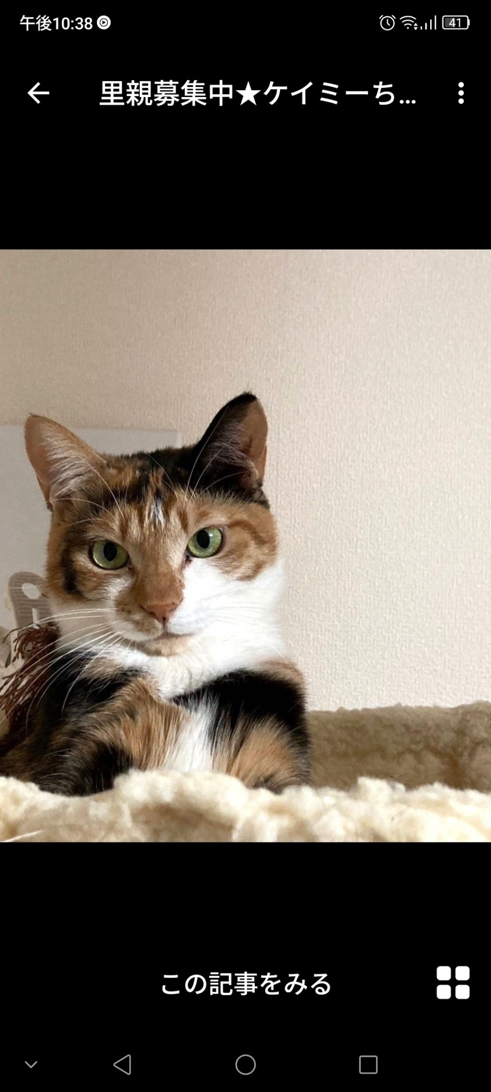 日本猫・メスの里親募集の写真