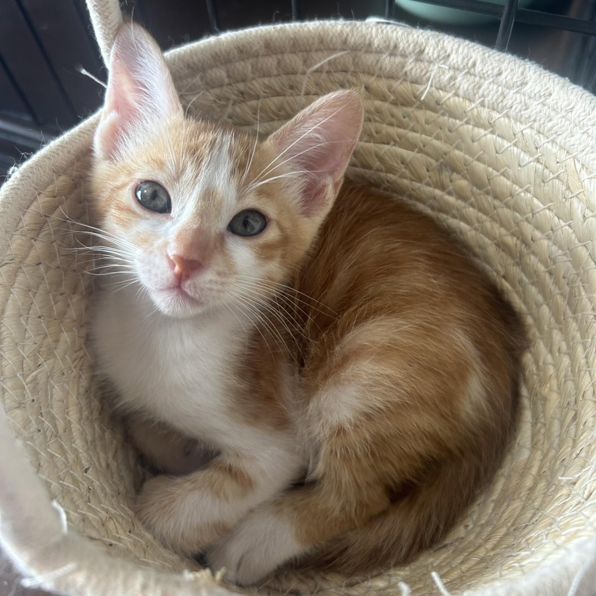 pet-image-4