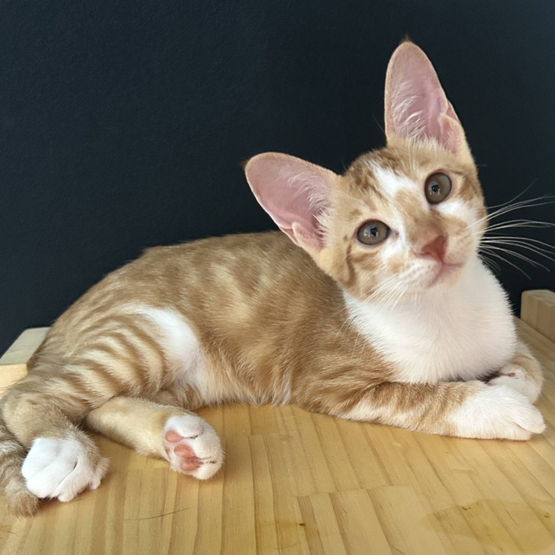 雑種（ミックス猫）・メスの里親募集の写真