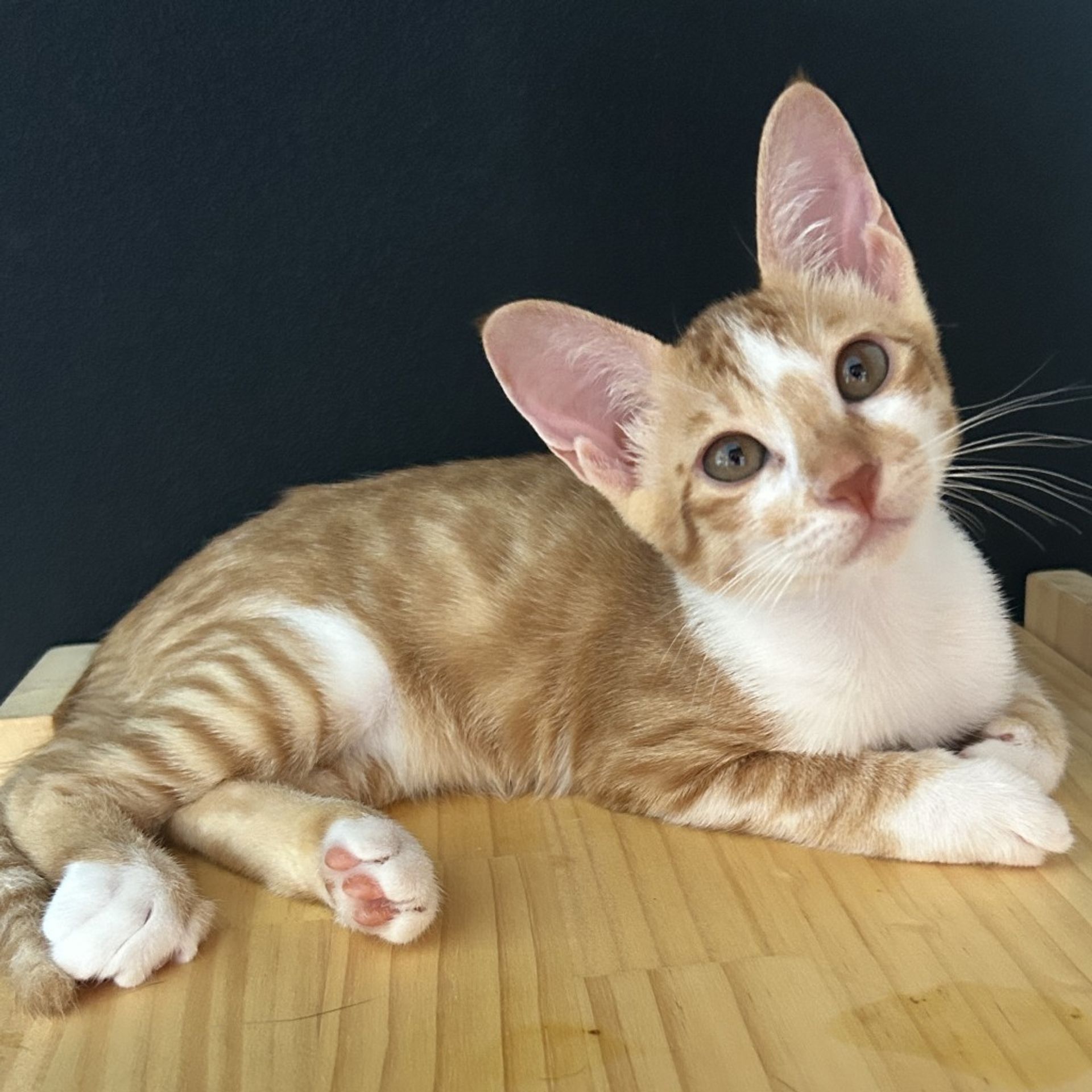 雑種（ミックス猫）・メスの里親募集の写真