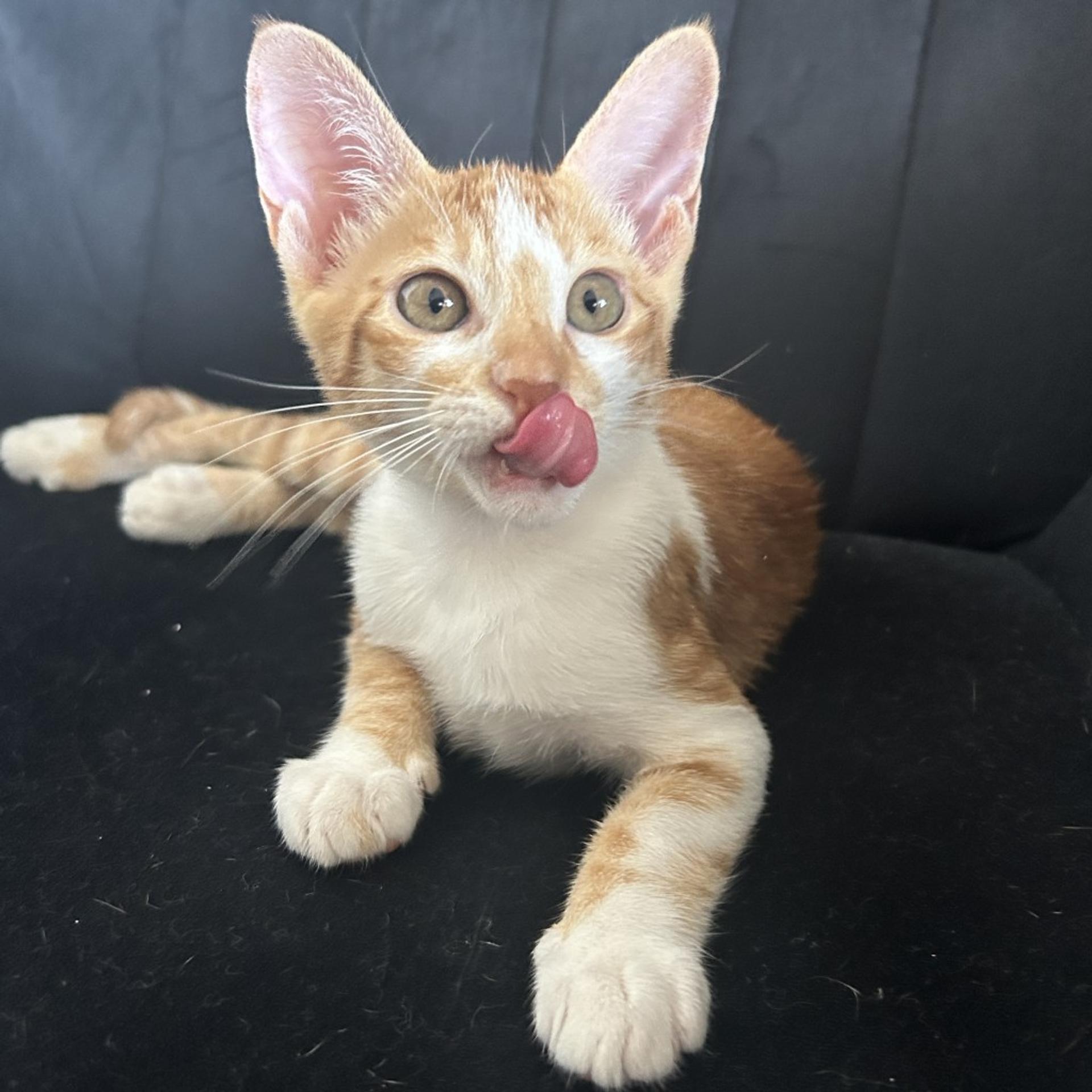 pet-image-8