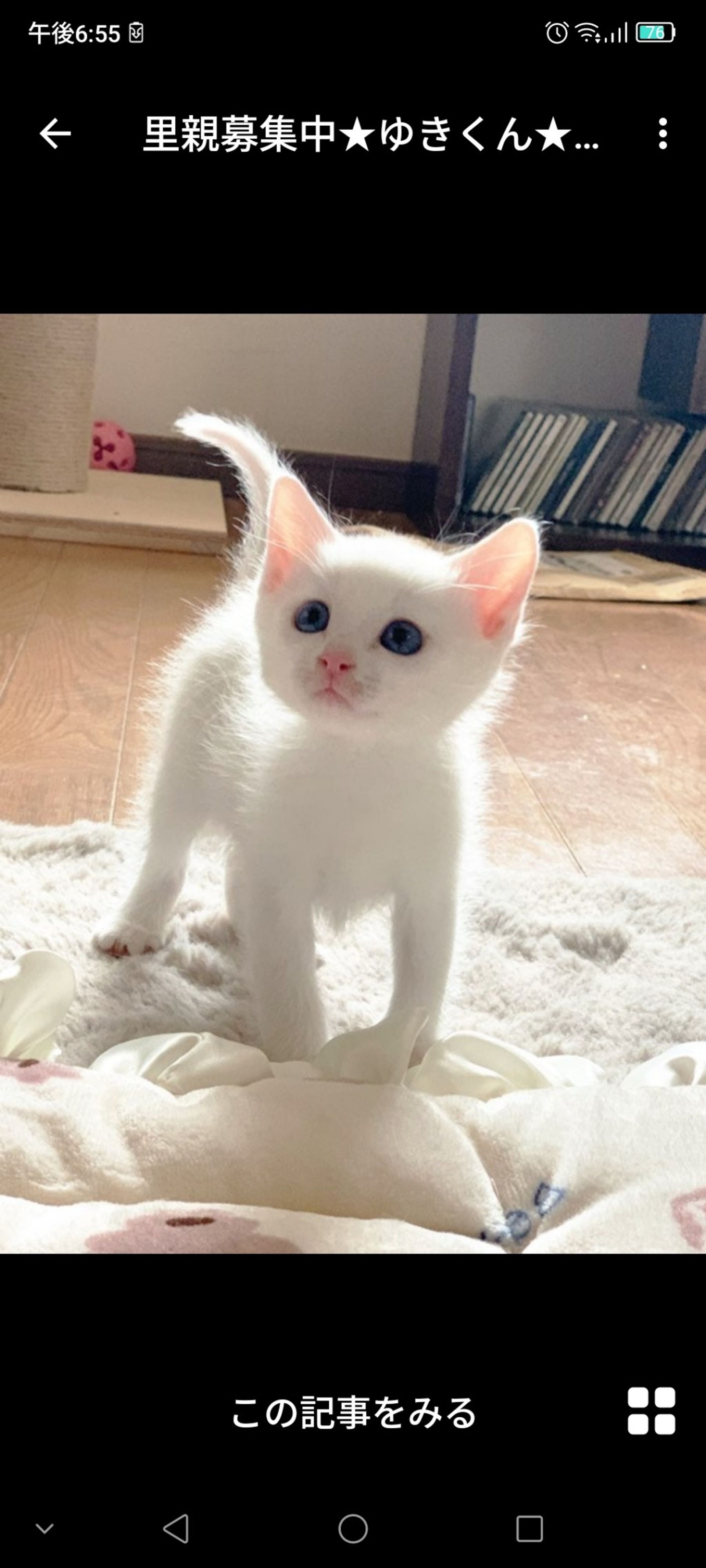 雑種（ミックス猫）・オスの里親募集の写真