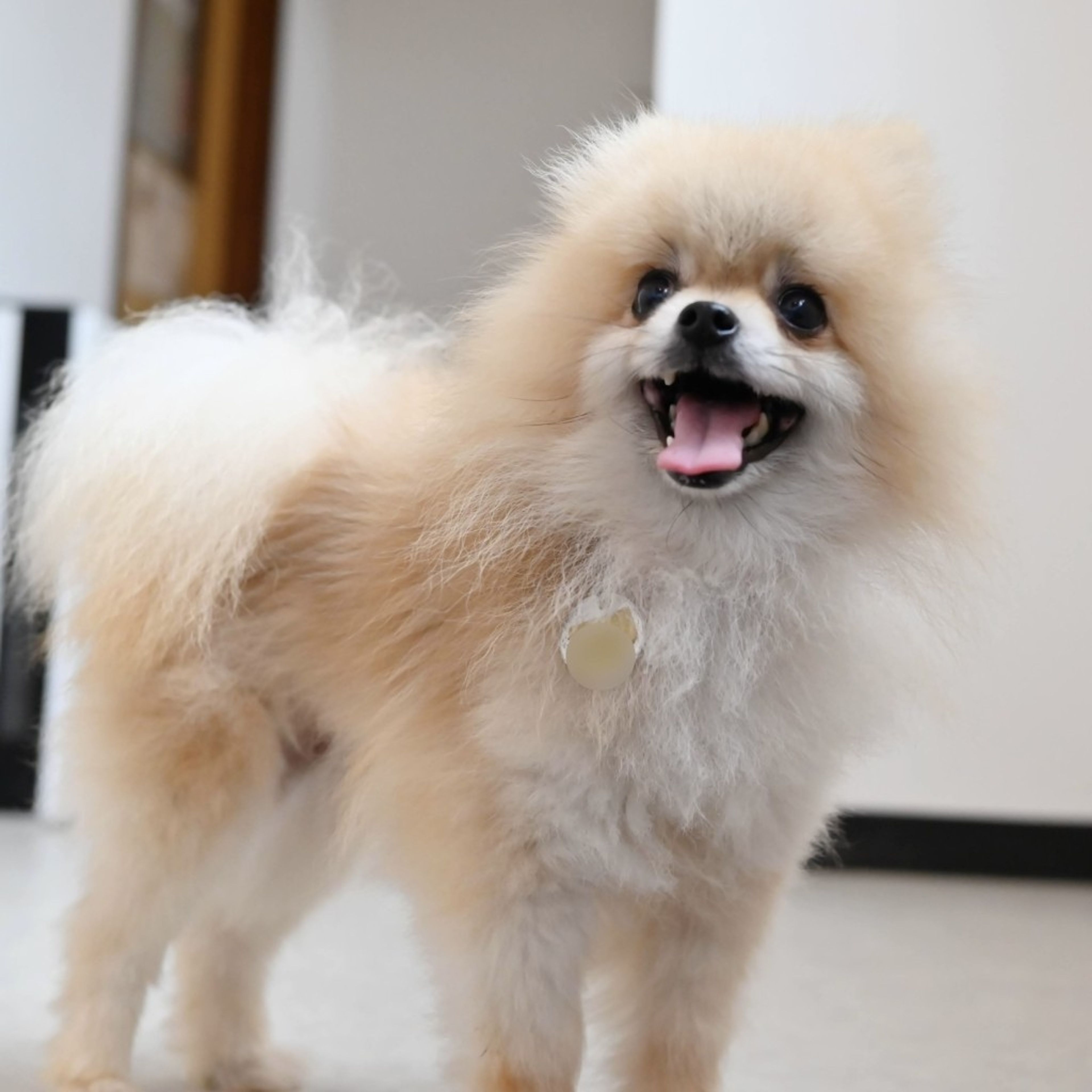 pet-image-6
