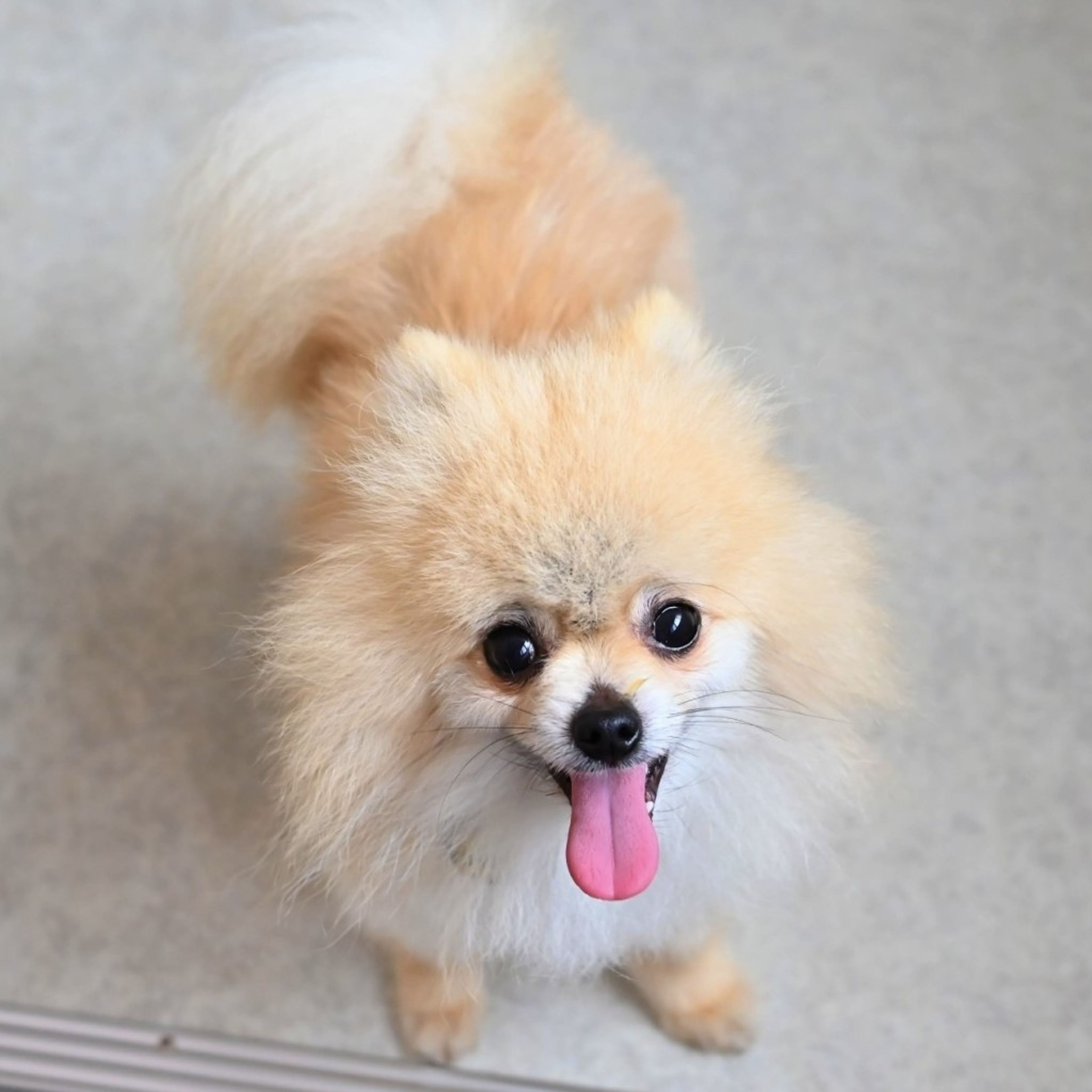 pet-image-7