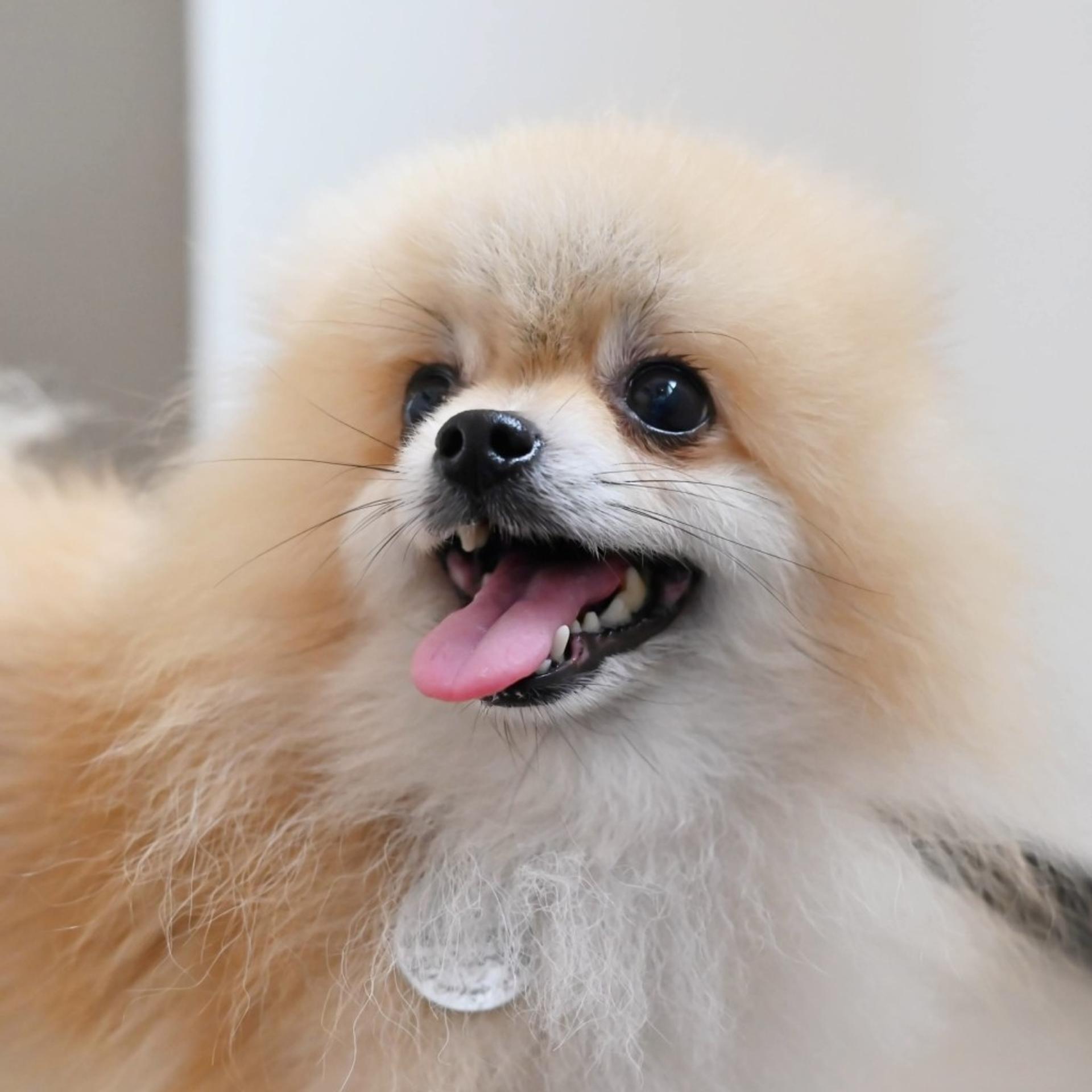 pet-image-5
