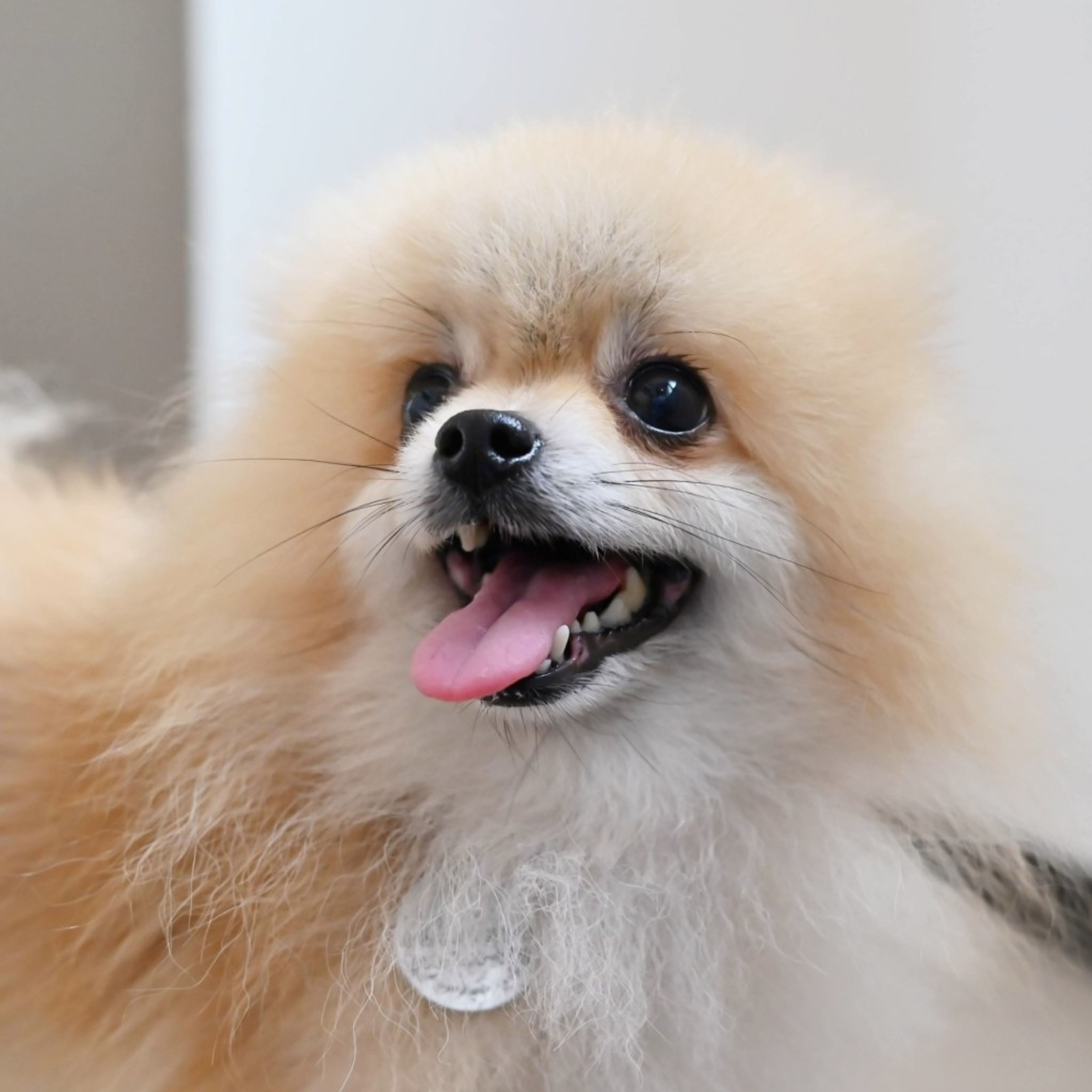 pet-image-5