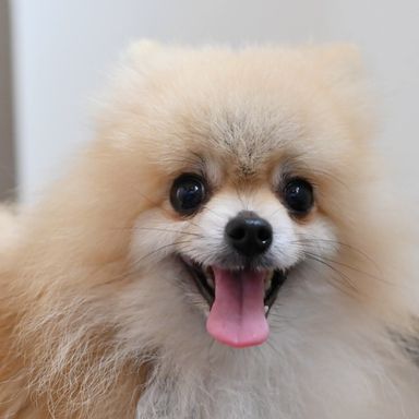 らんらんちゃん