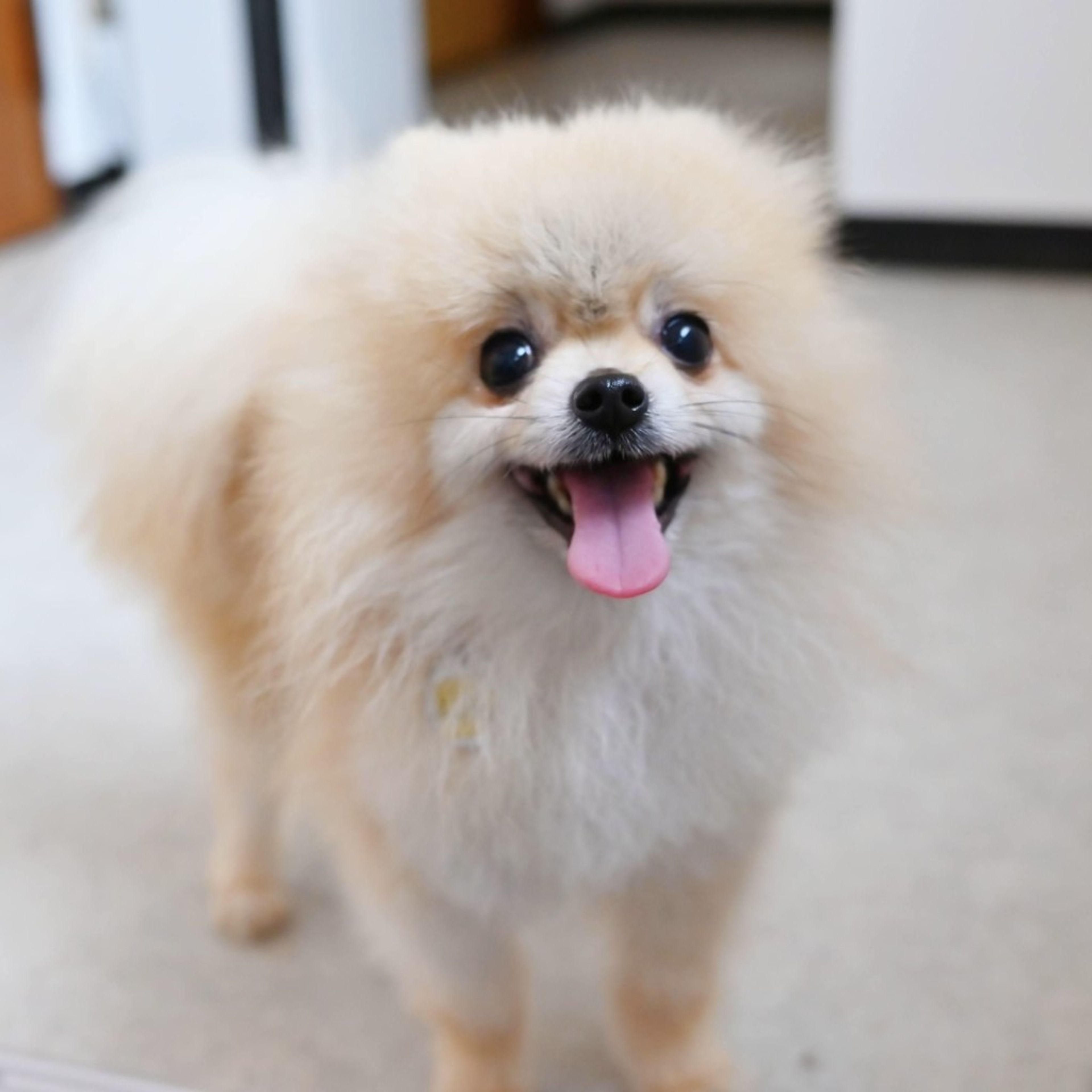 pet-image-3