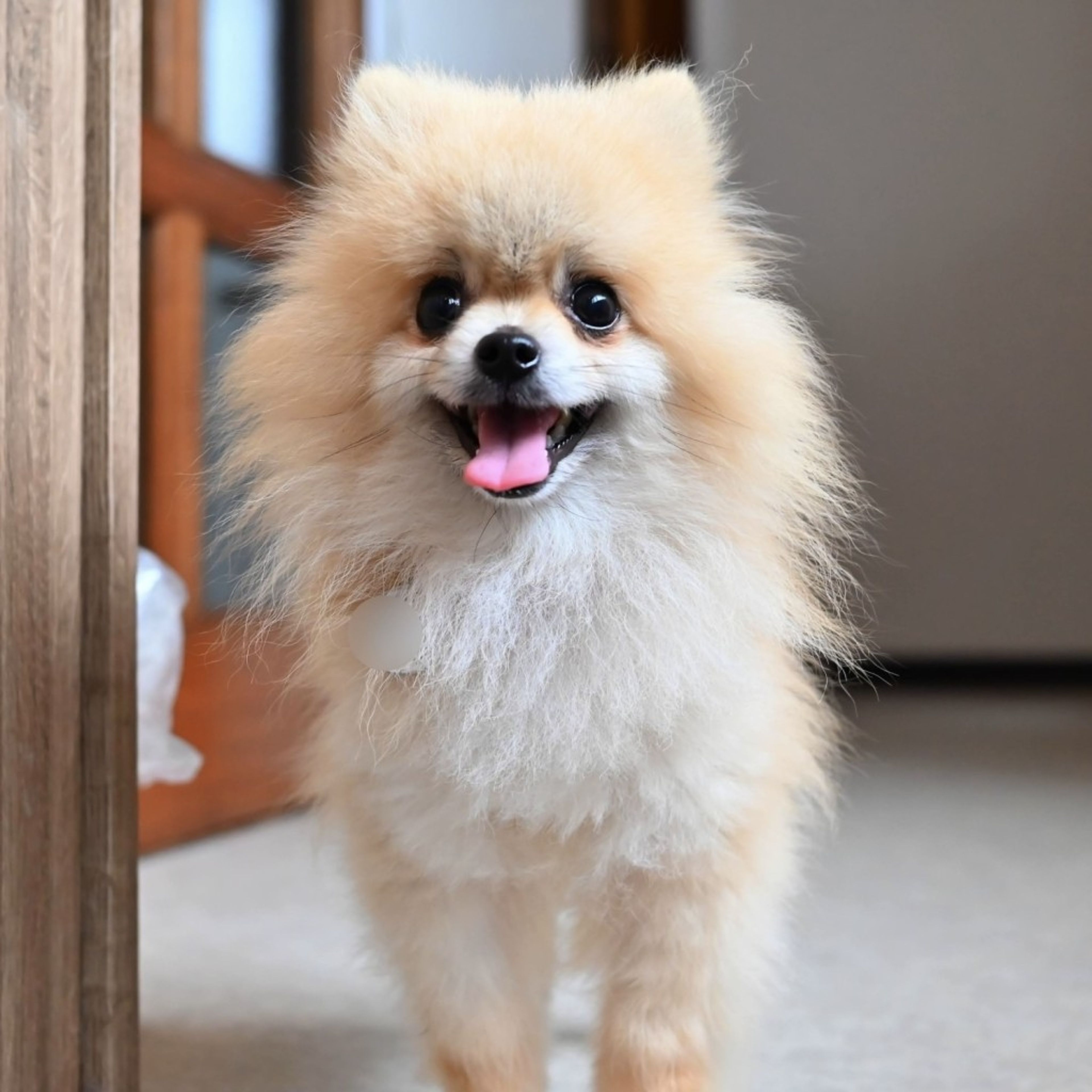 pet-image-4