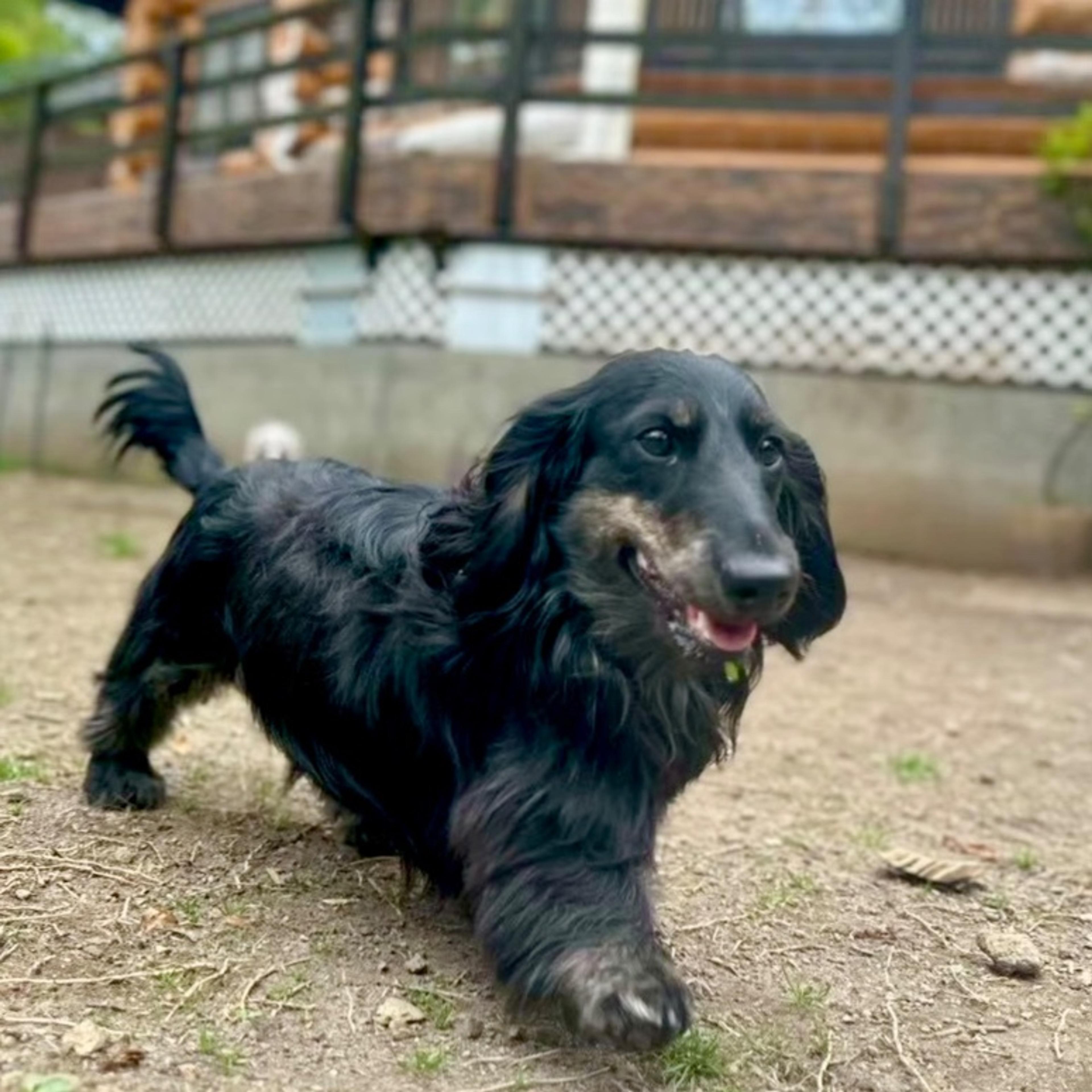 pet-image-6