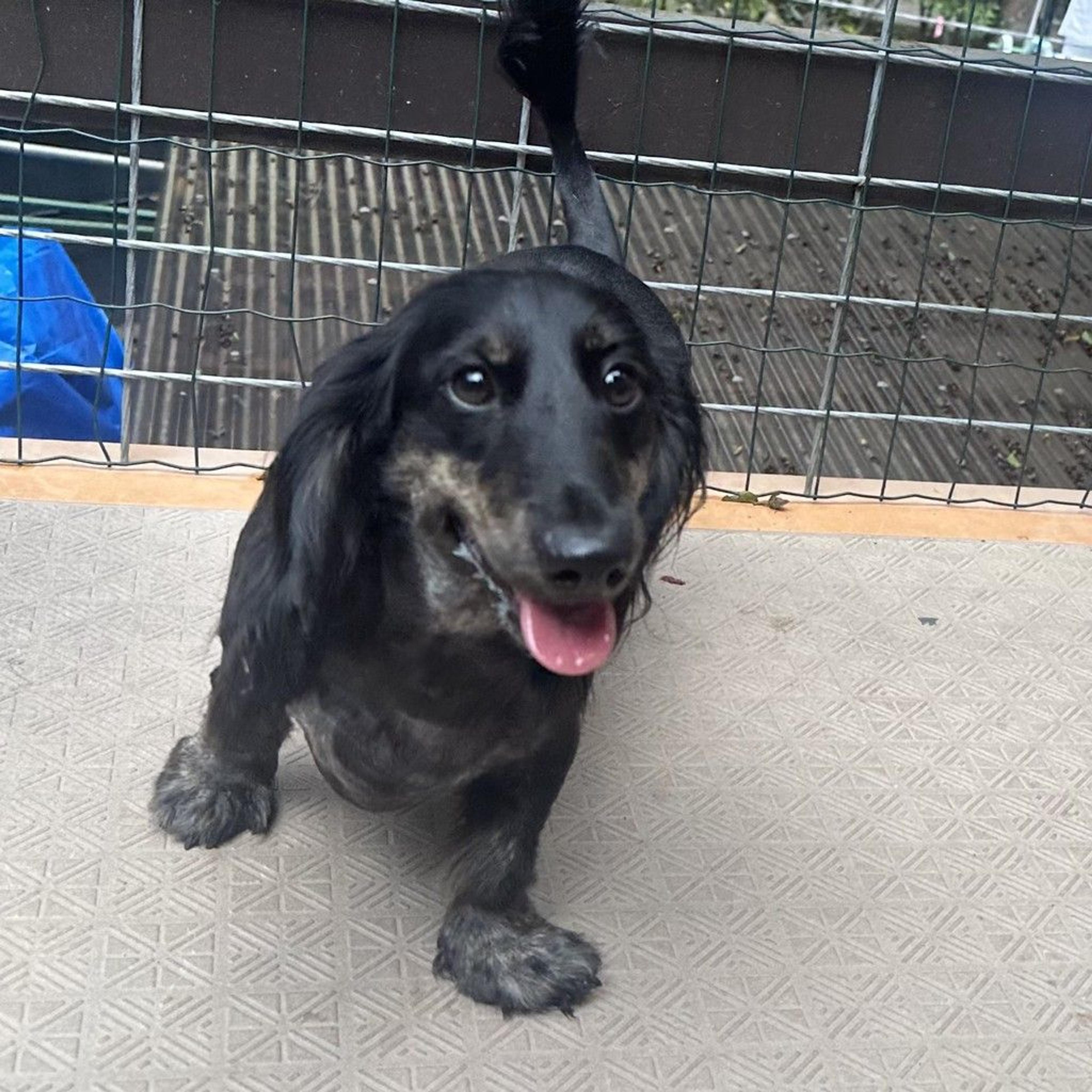pet-image-8