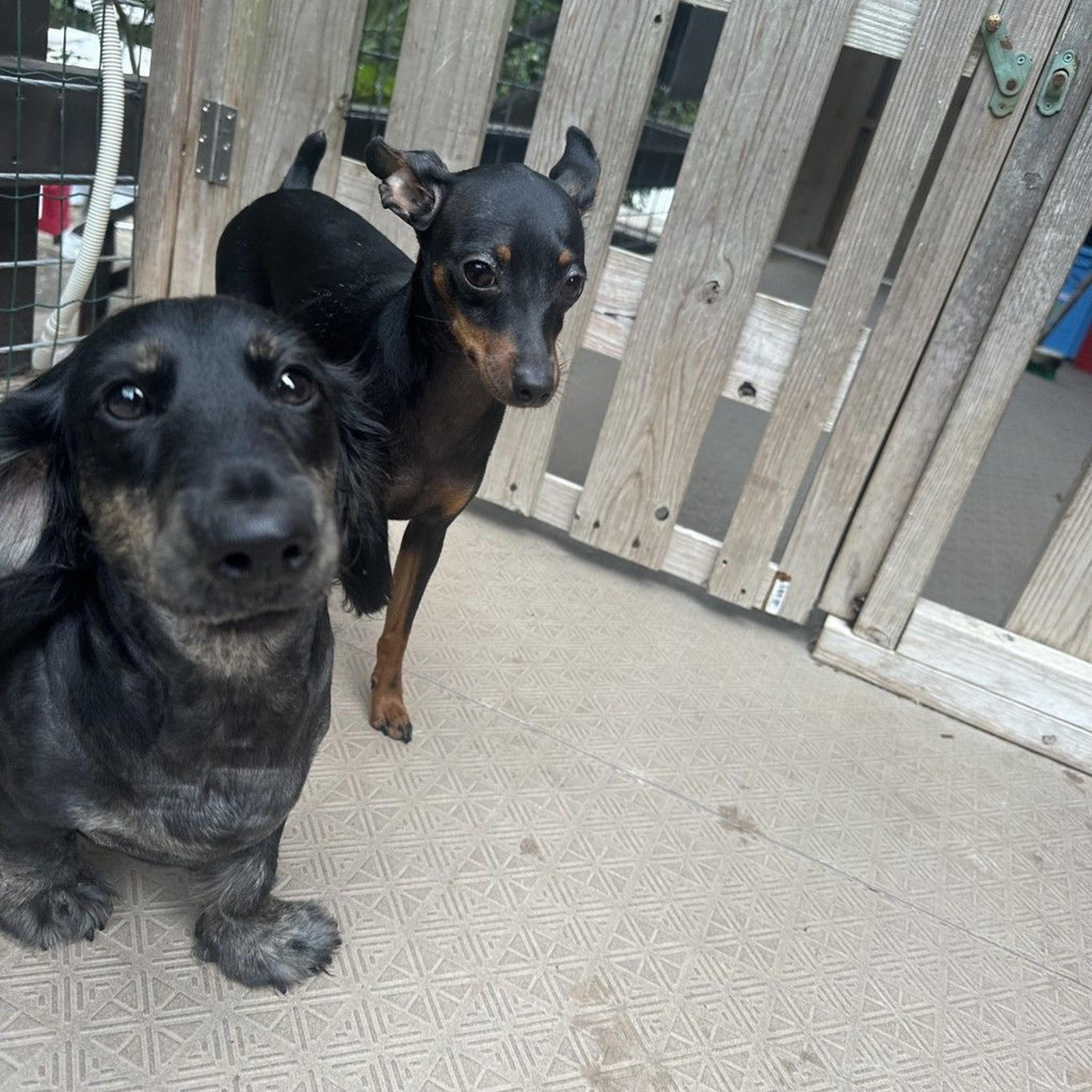 pet-image-9
