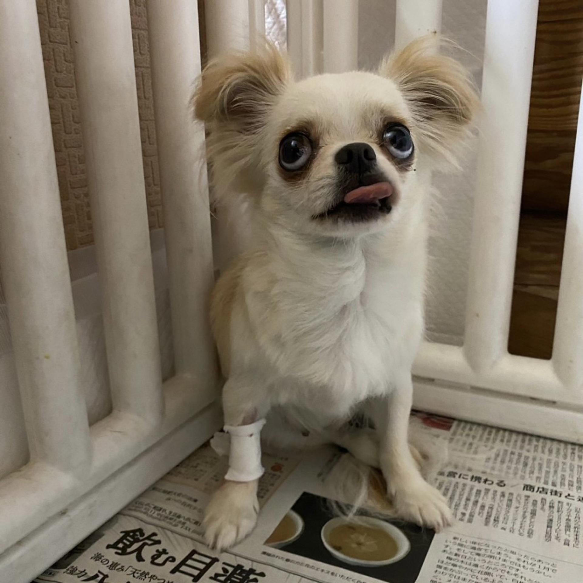 pet-image-2