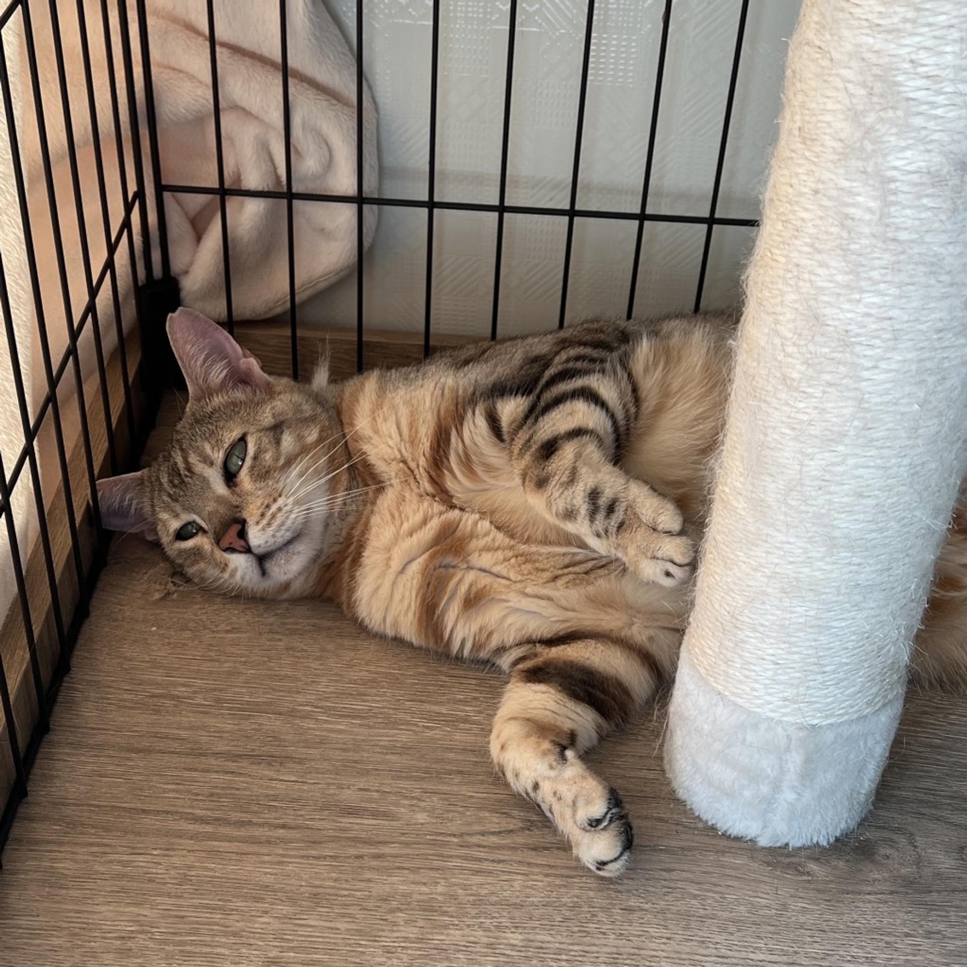 pet-image-4