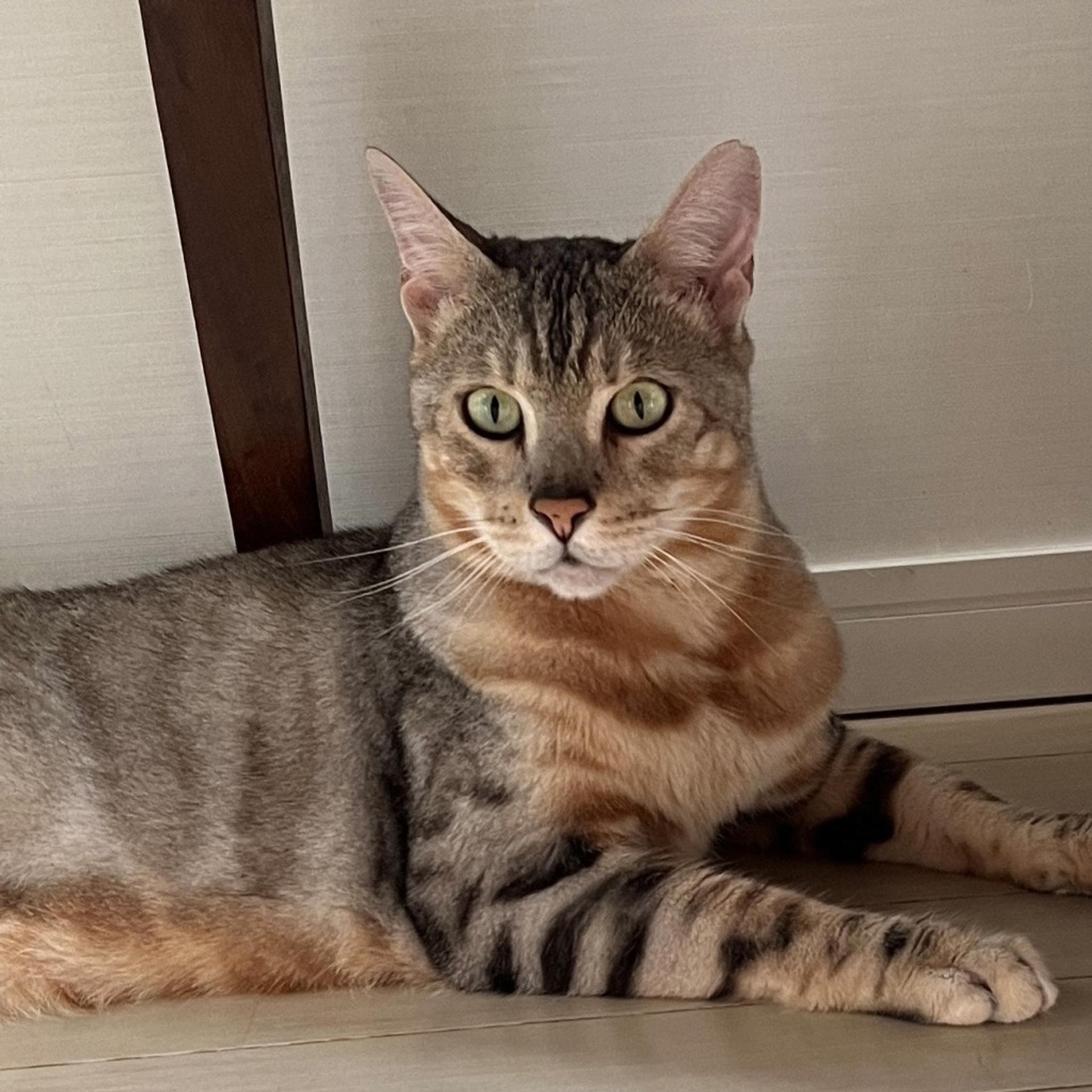 pet-image-8