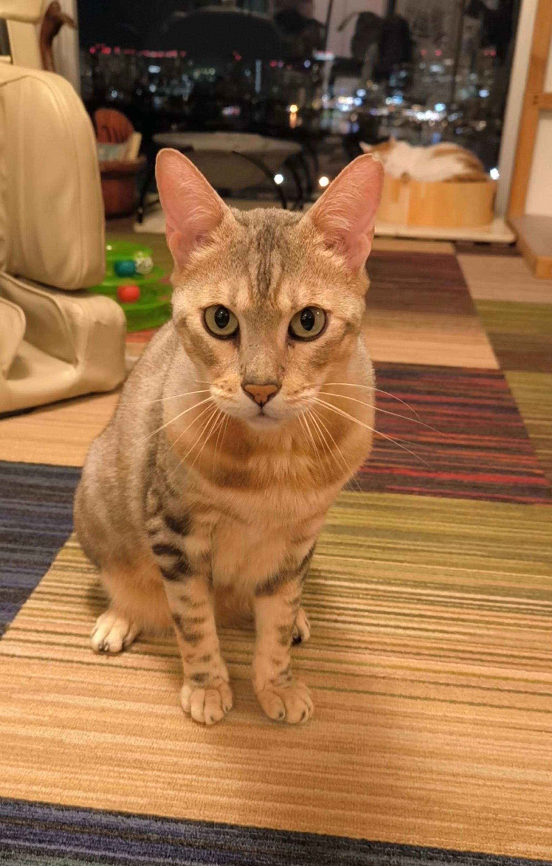 pet-image-2