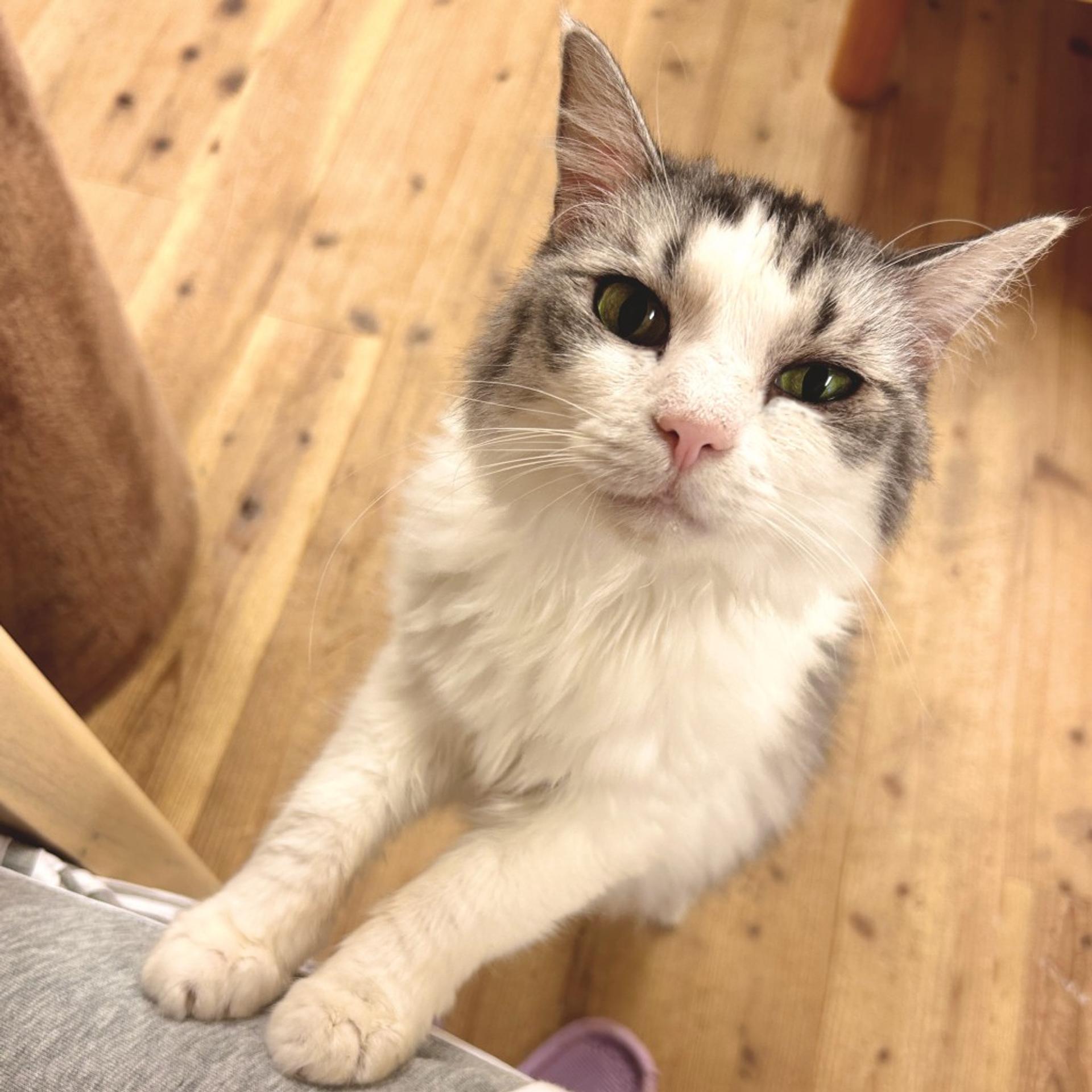 pet-image-4