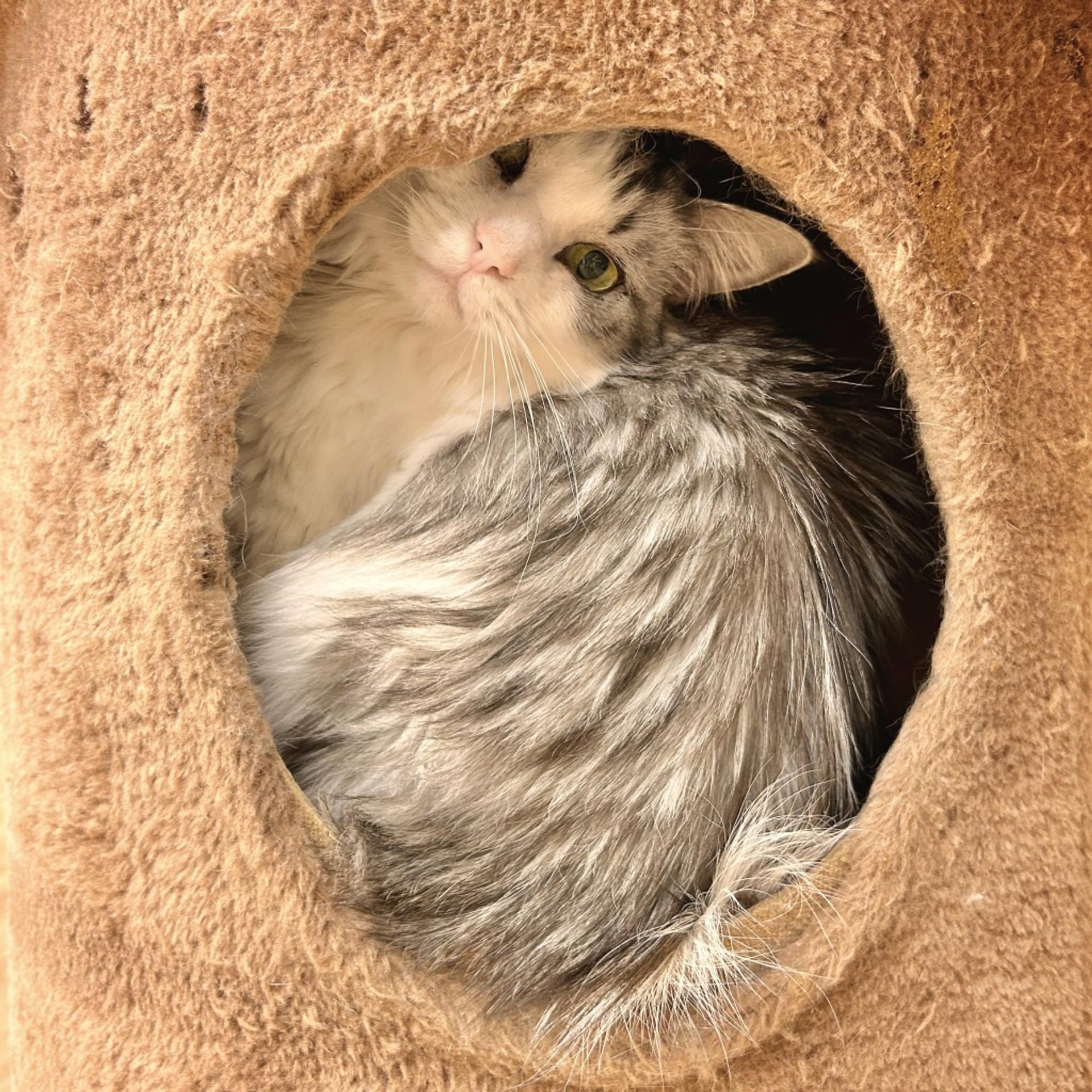 pet-image-5