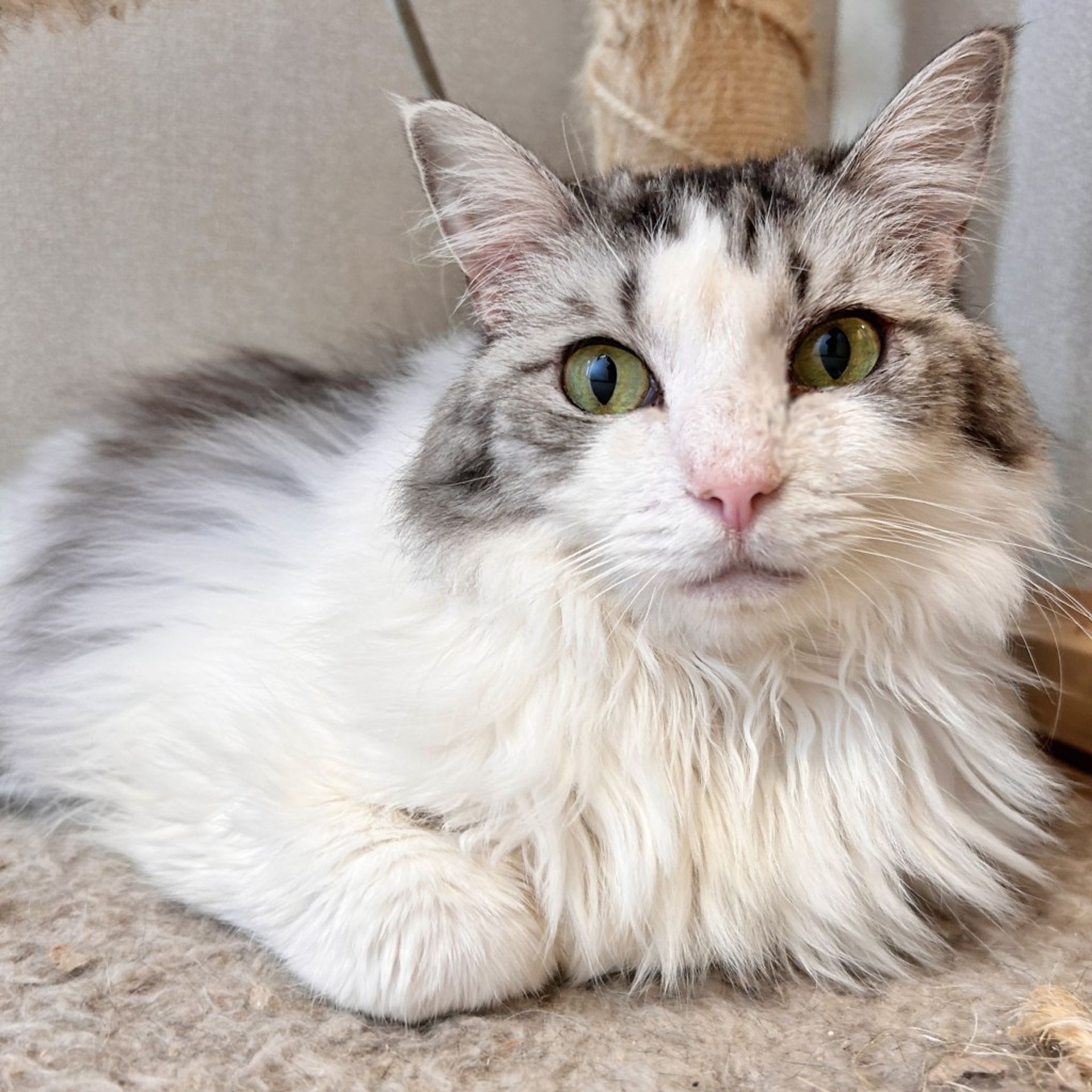 雑種（ミックス猫）・メスの里親募集の写真