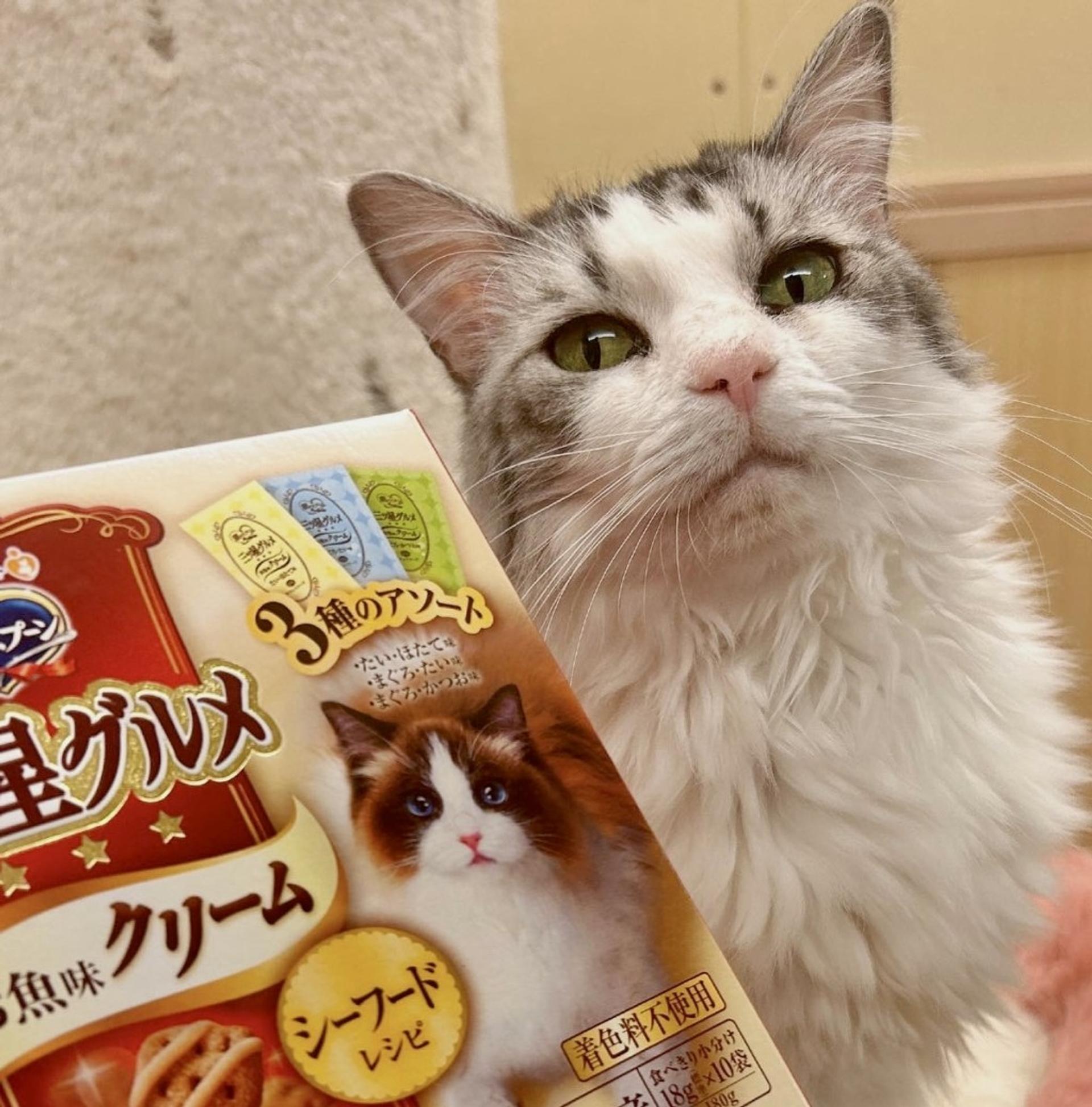 pet-image-6