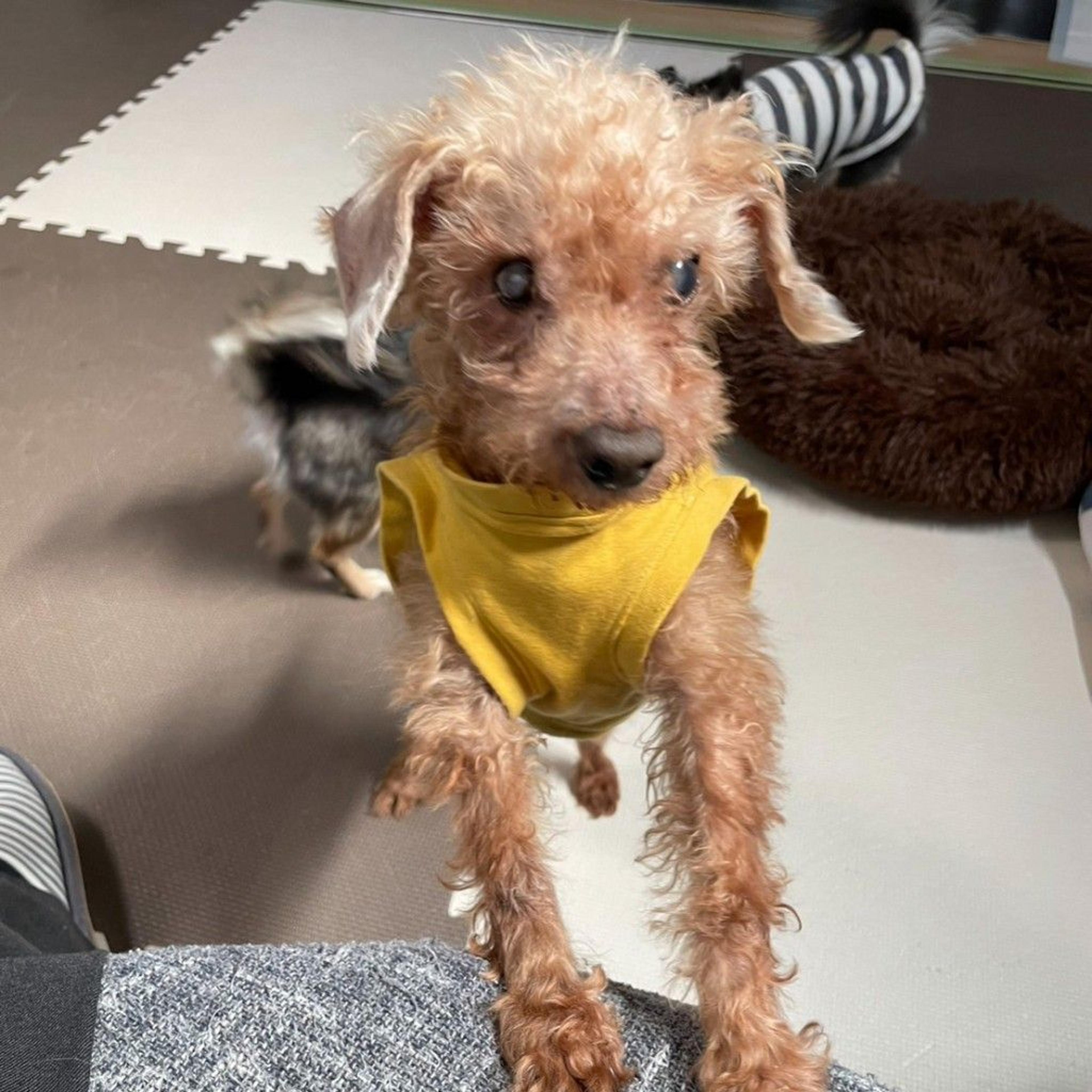 pet-image-2