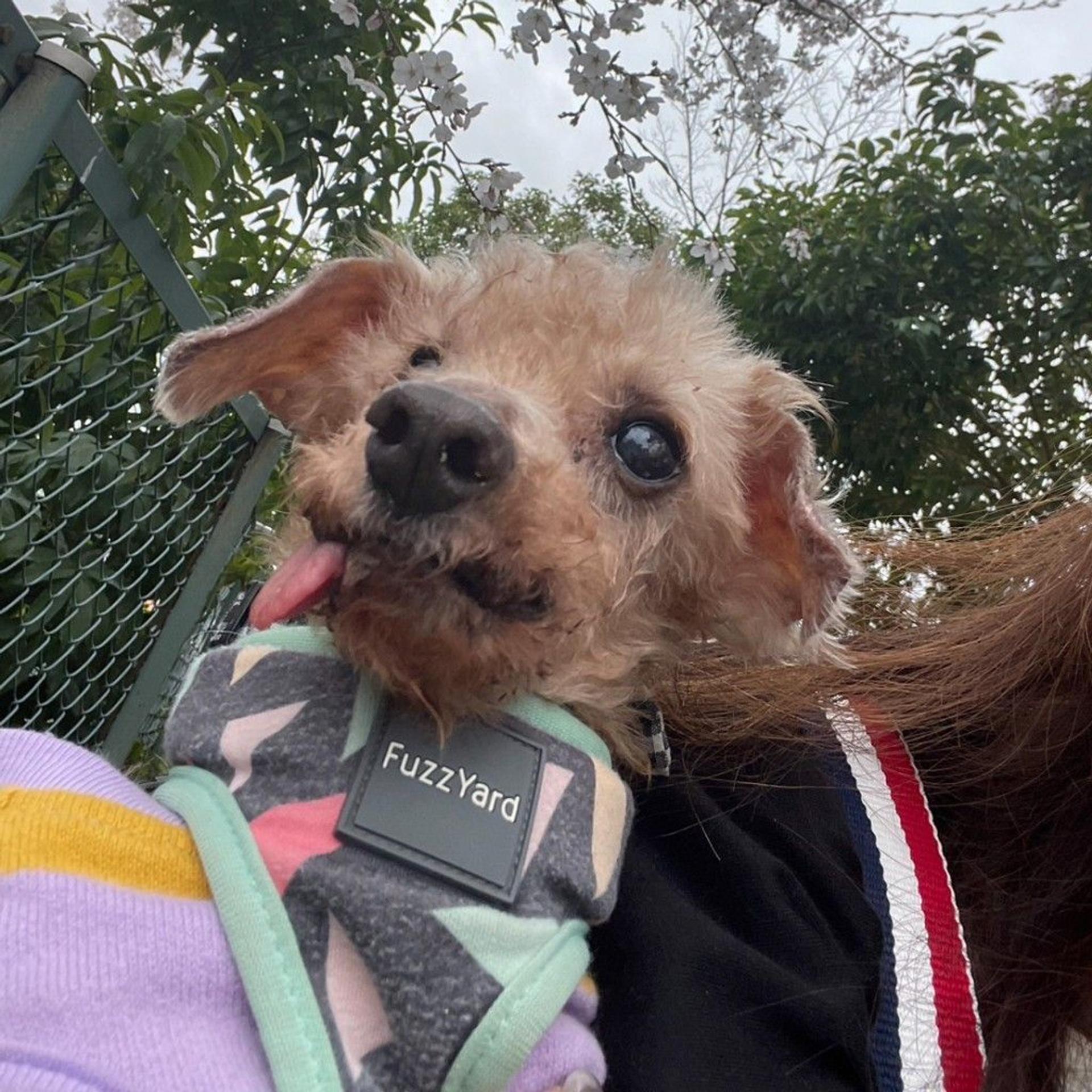 pet-image-4