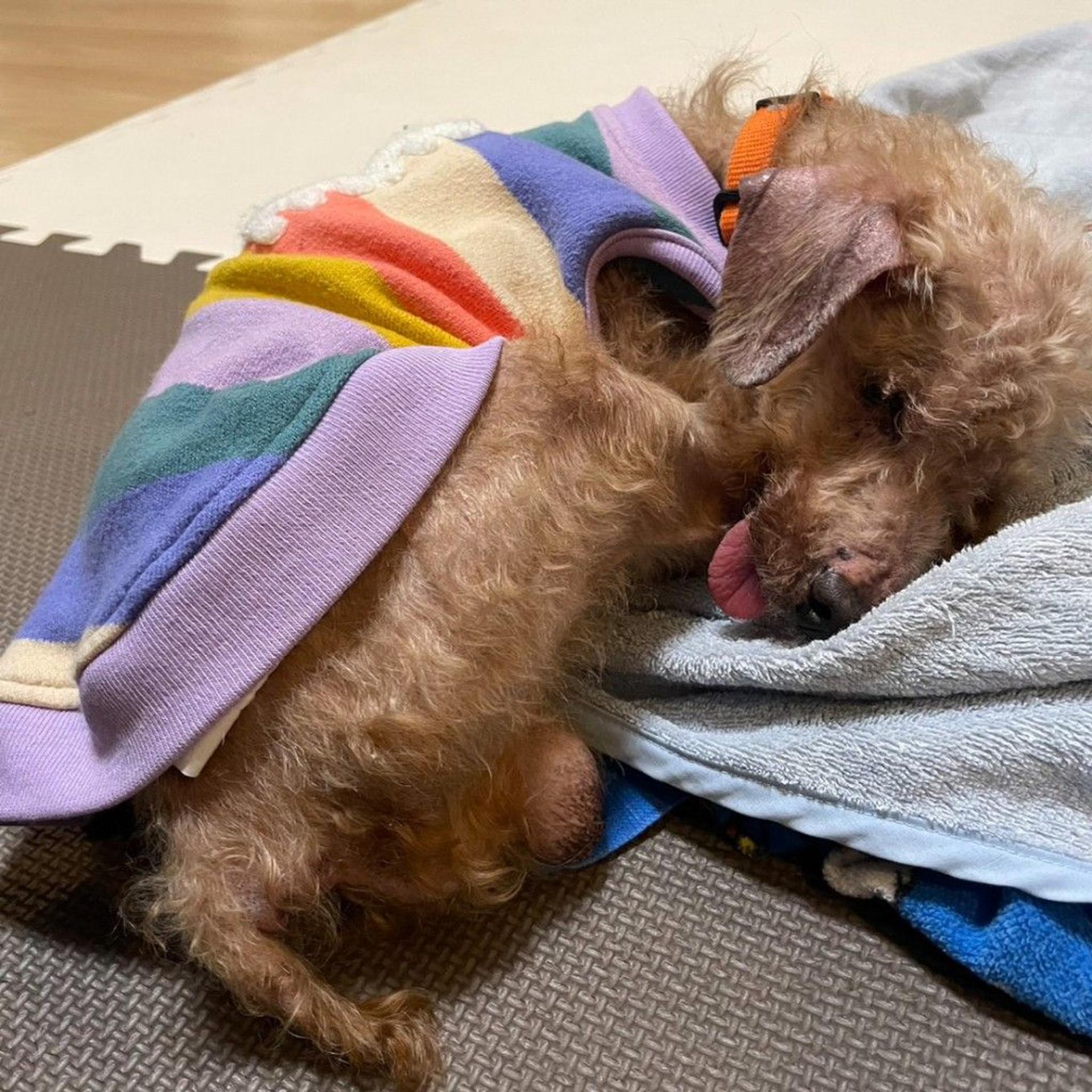 pet-image-6