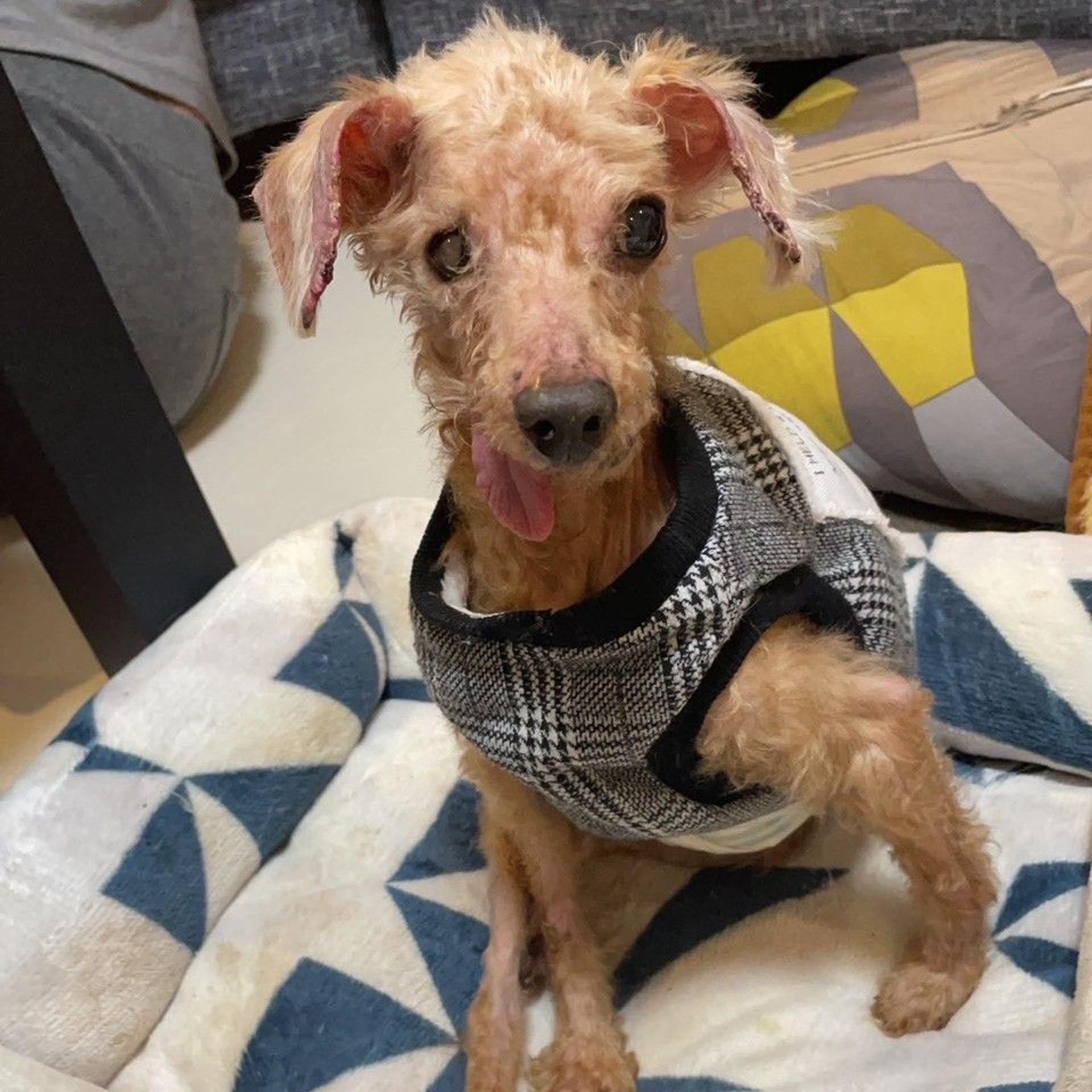 pet-image-8