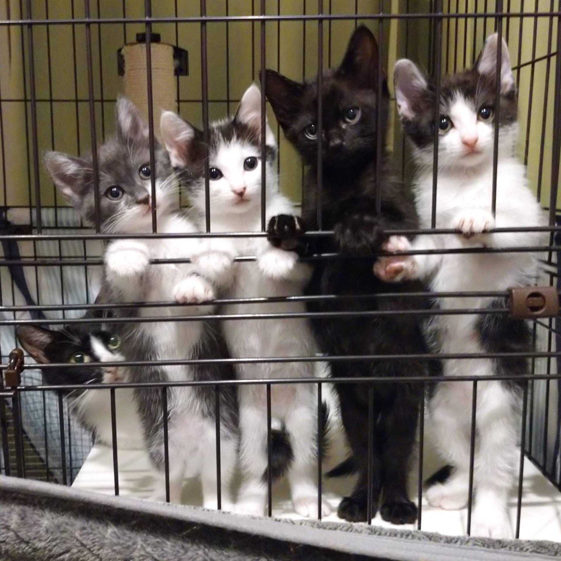 雑種（ミックス猫）・メスの里親募集の写真