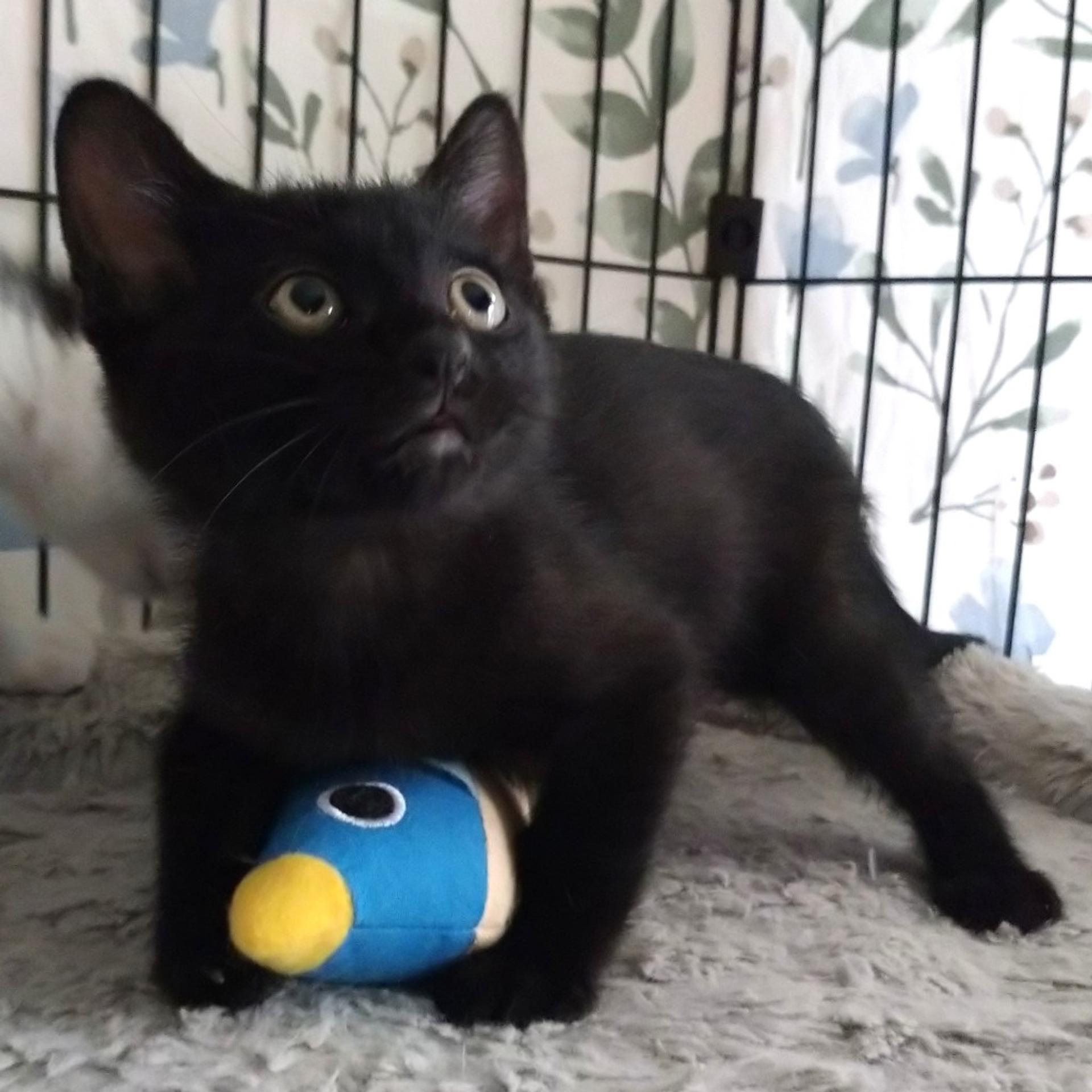 pet-image-5