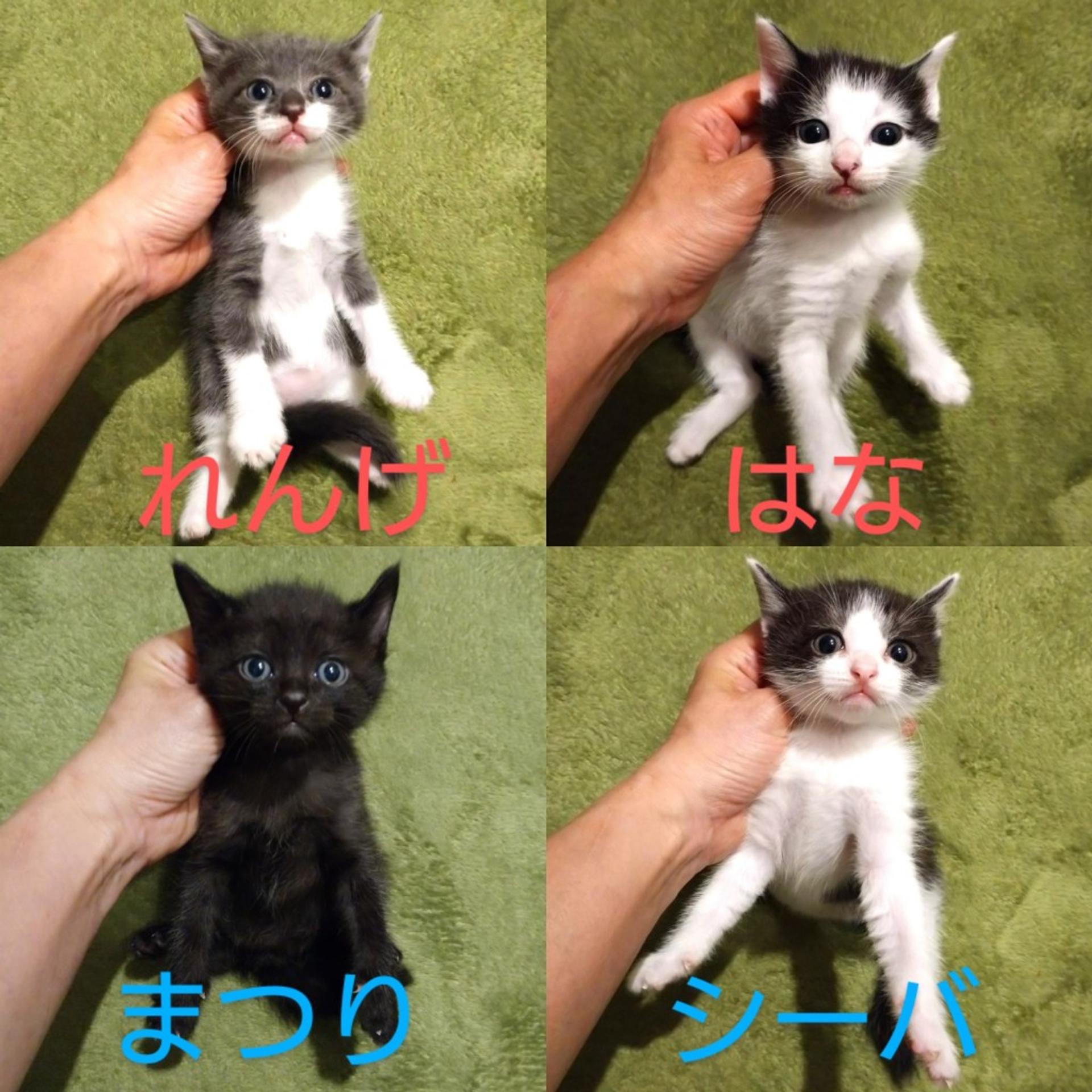 pet-image-7