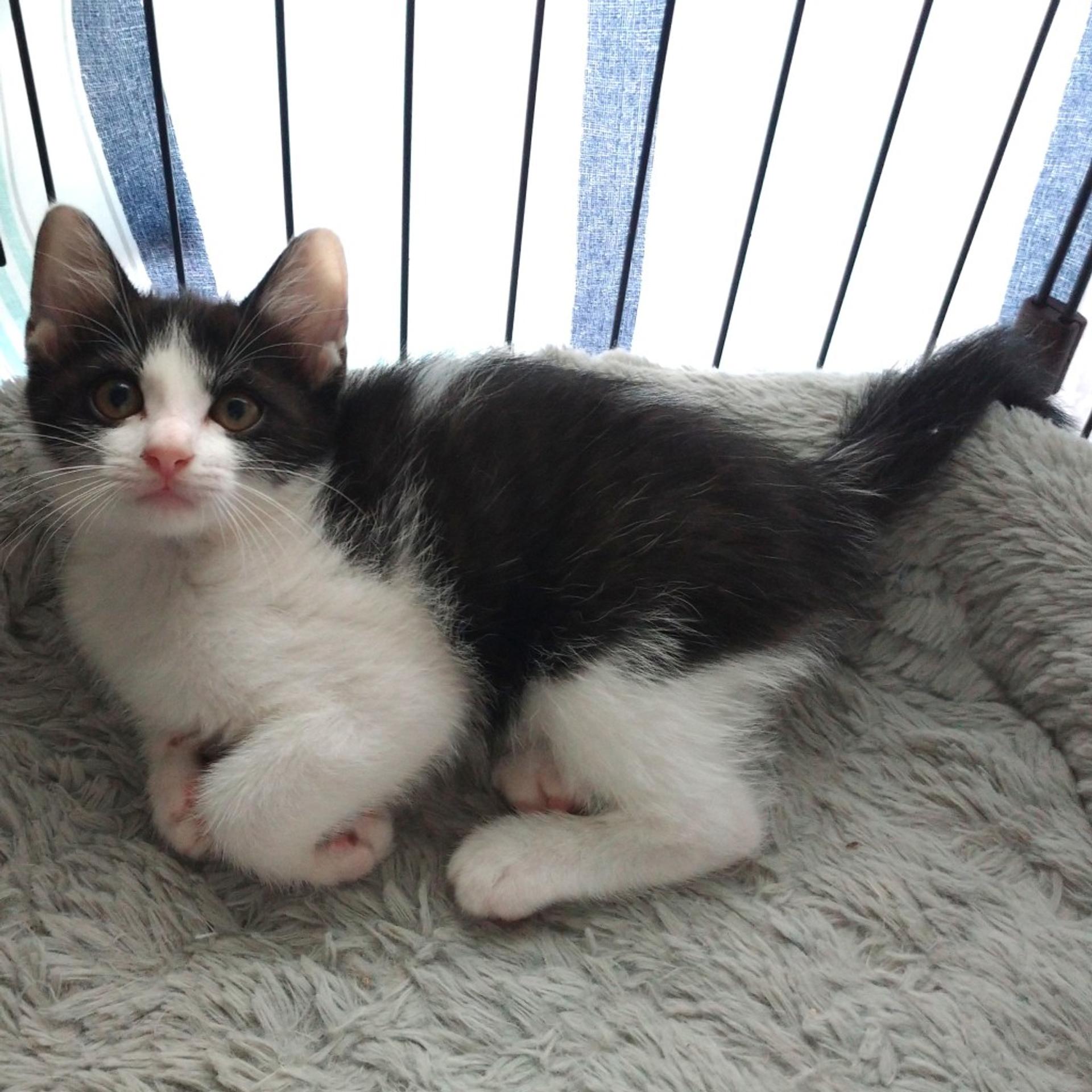 pet-image-3