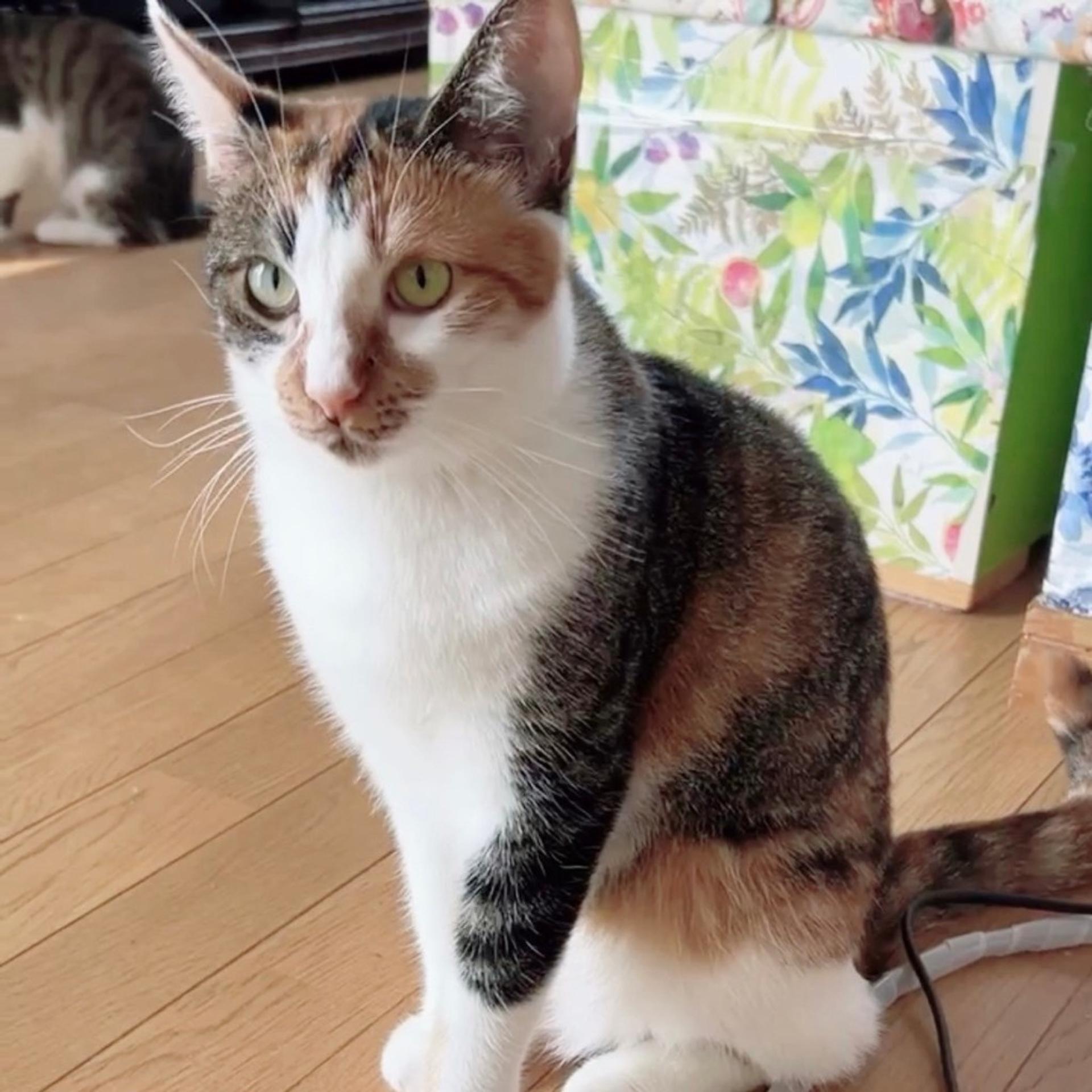 pet-image-8