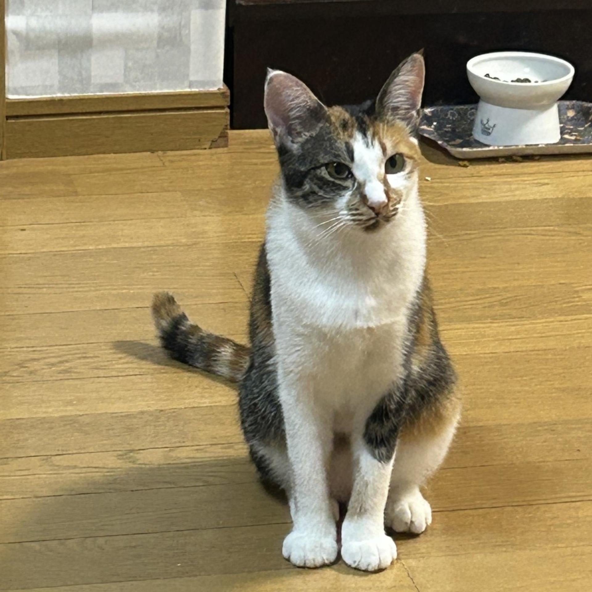 pet-image-5