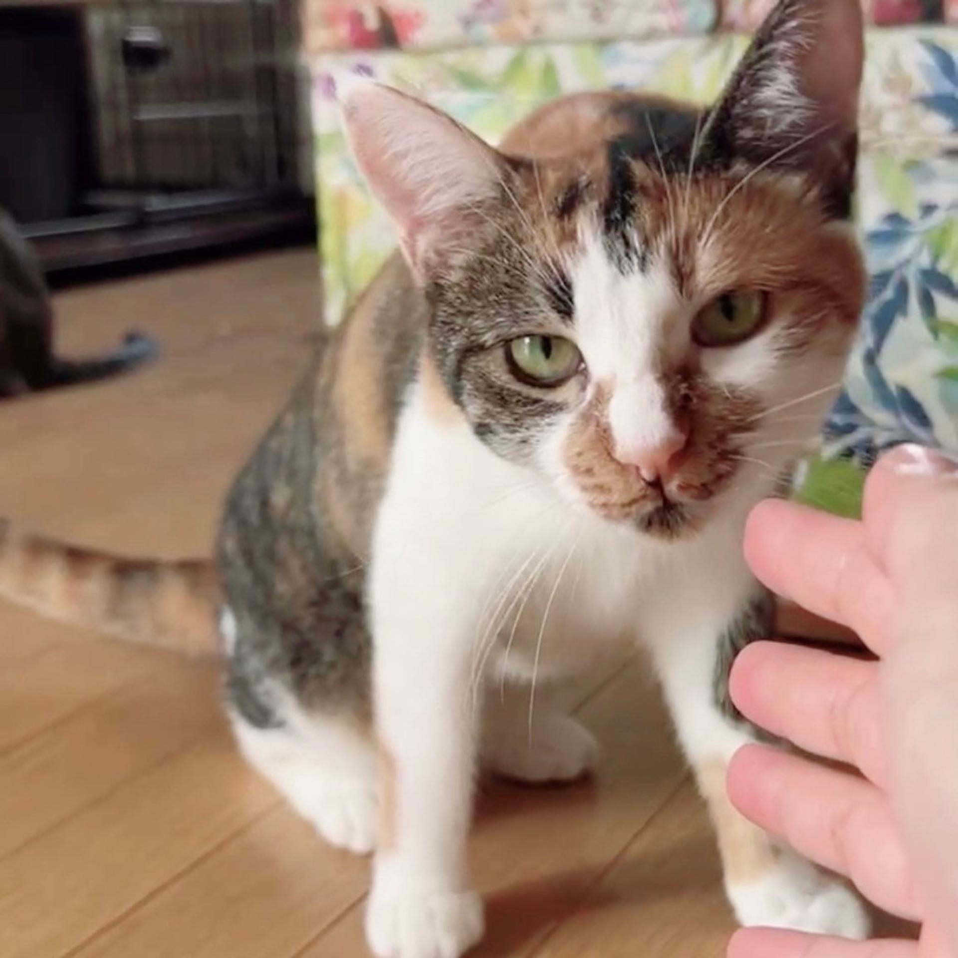 pet-image-7