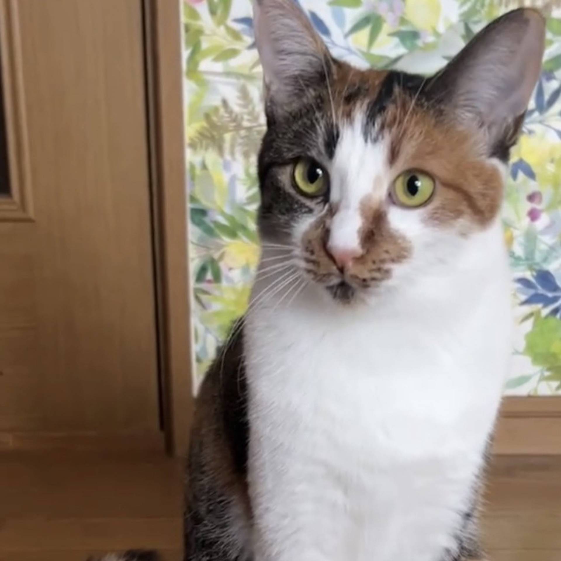 雑種（ミックス猫）・メスの里親募集の写真