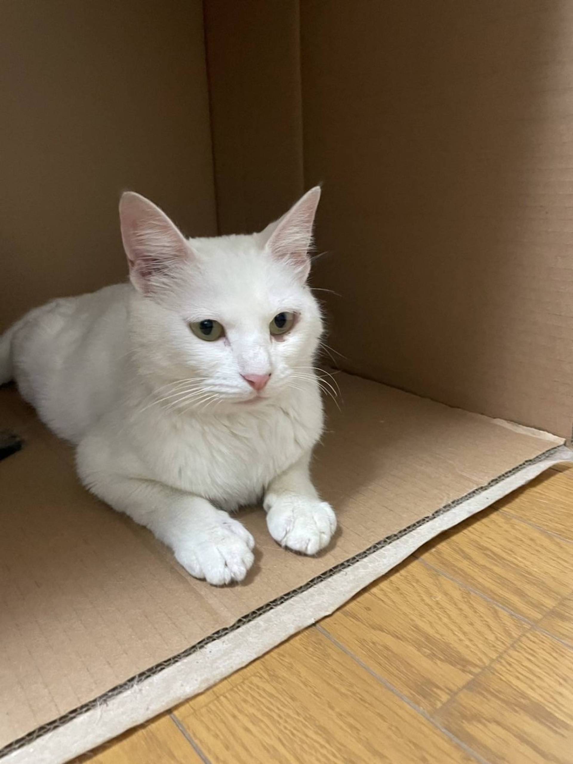 雑種（ミックス猫）・メスの里親募集の写真
