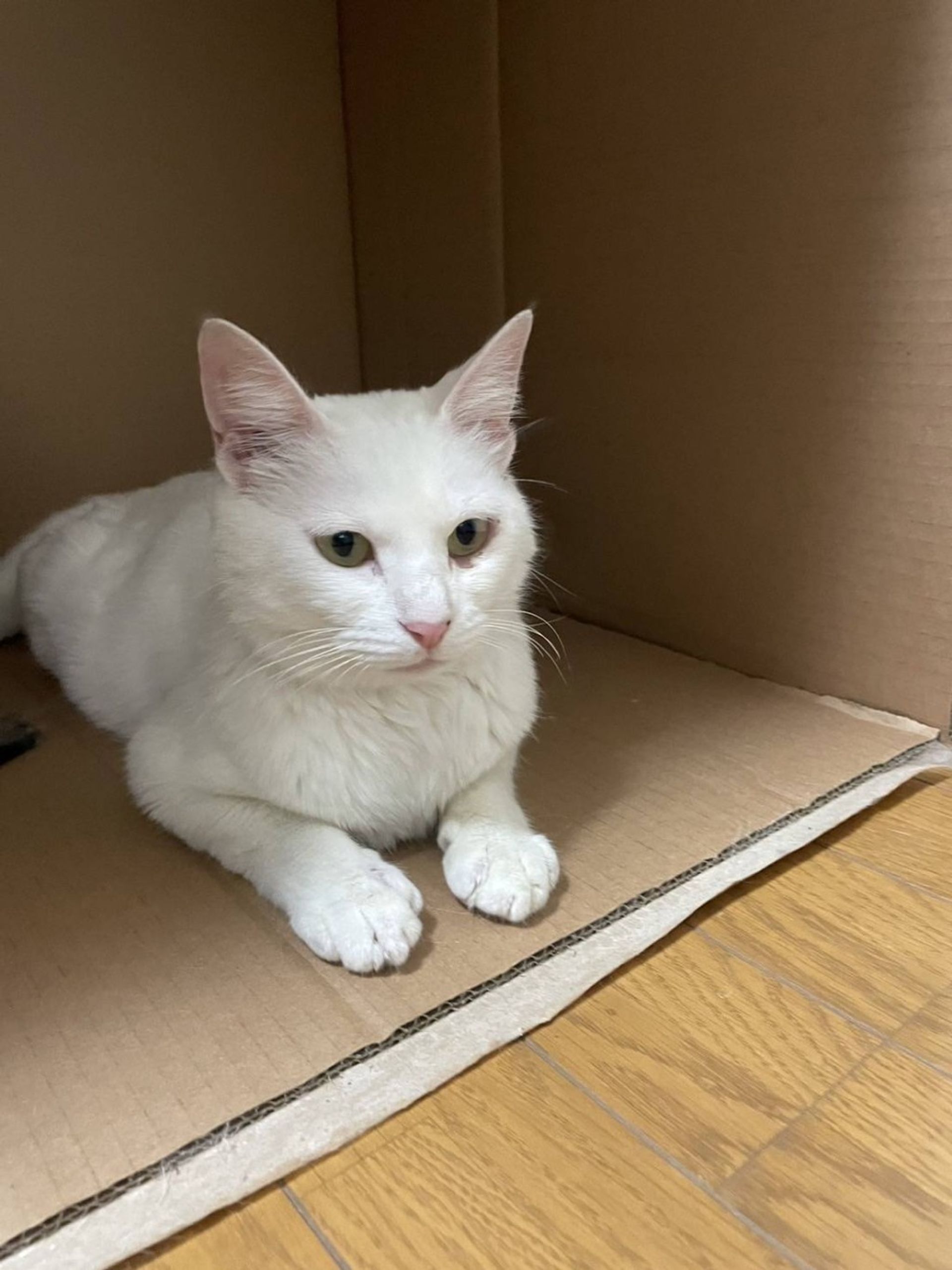 雑種（ミックス猫）・メスの里親募集の写真
