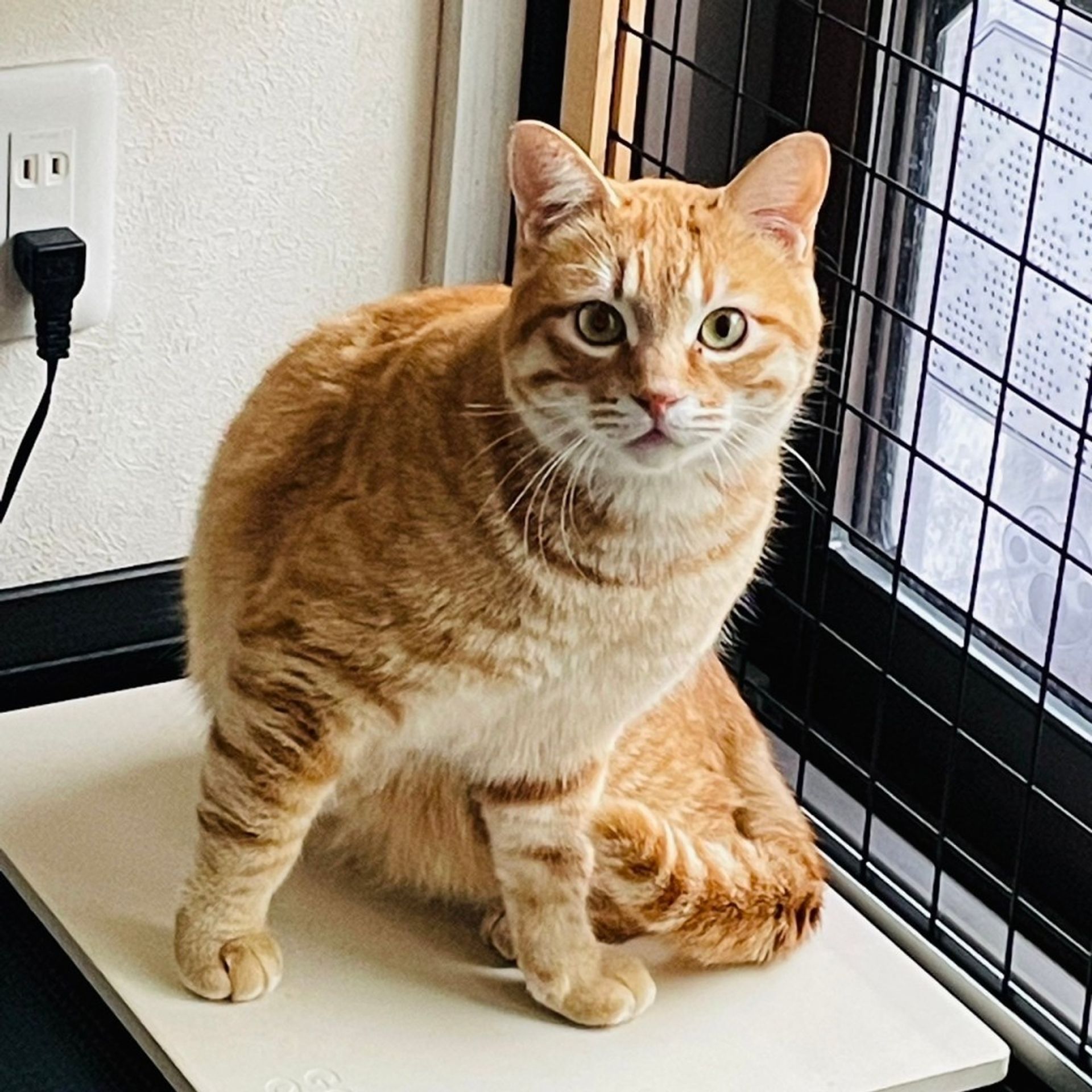 雑種（ミックス猫）・オスの里親募集の写真