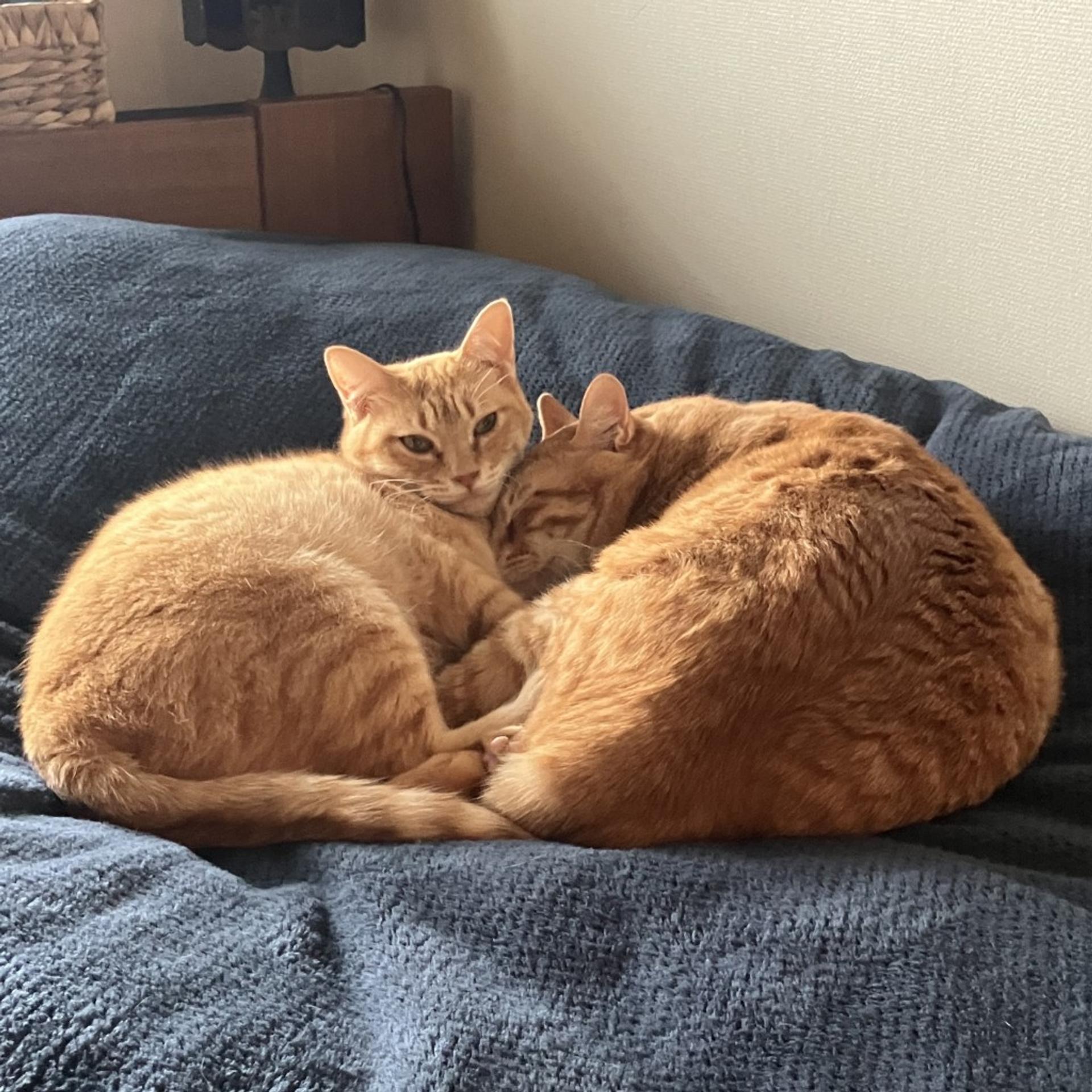 pet-image-6