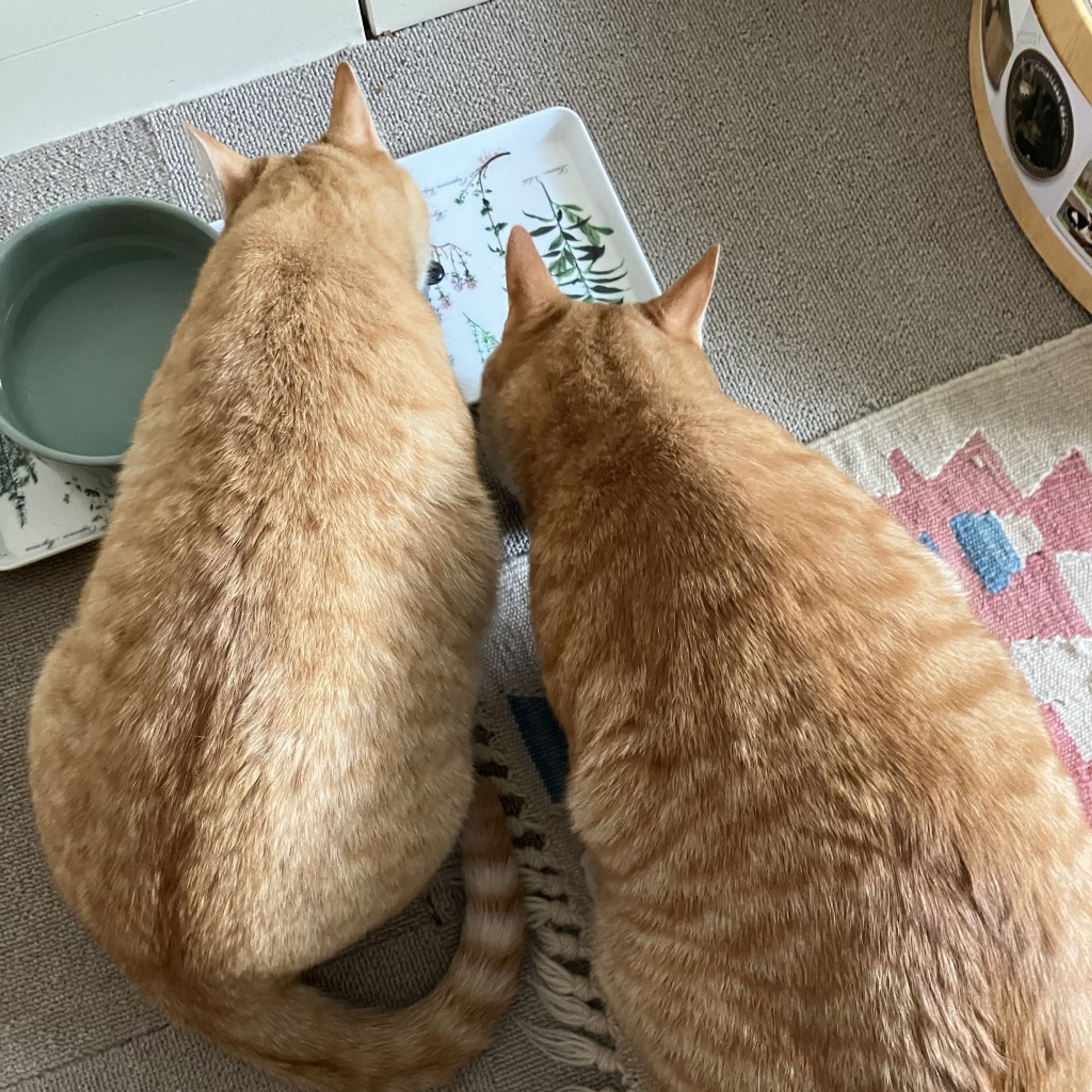 pet-image-7