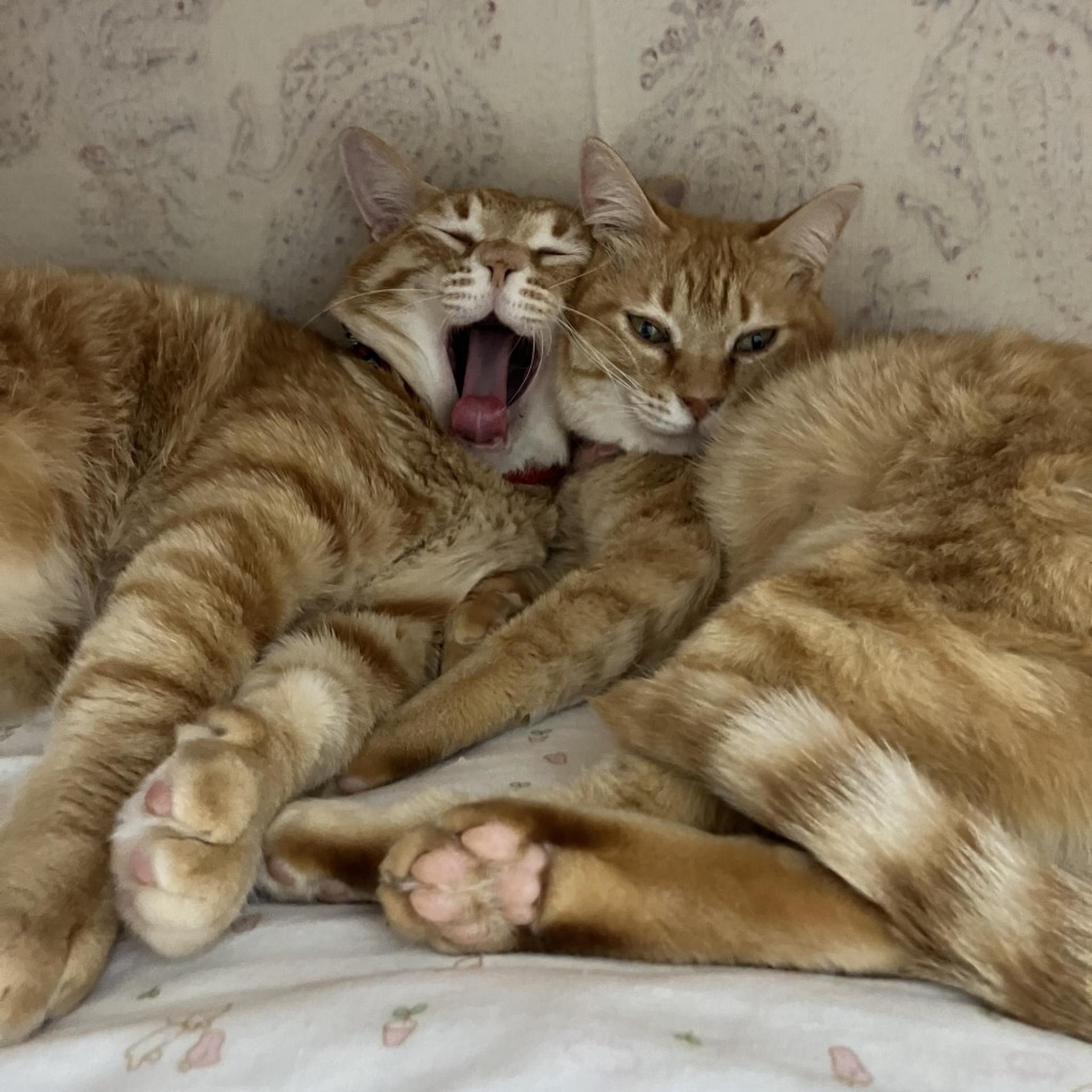 pet-image-8