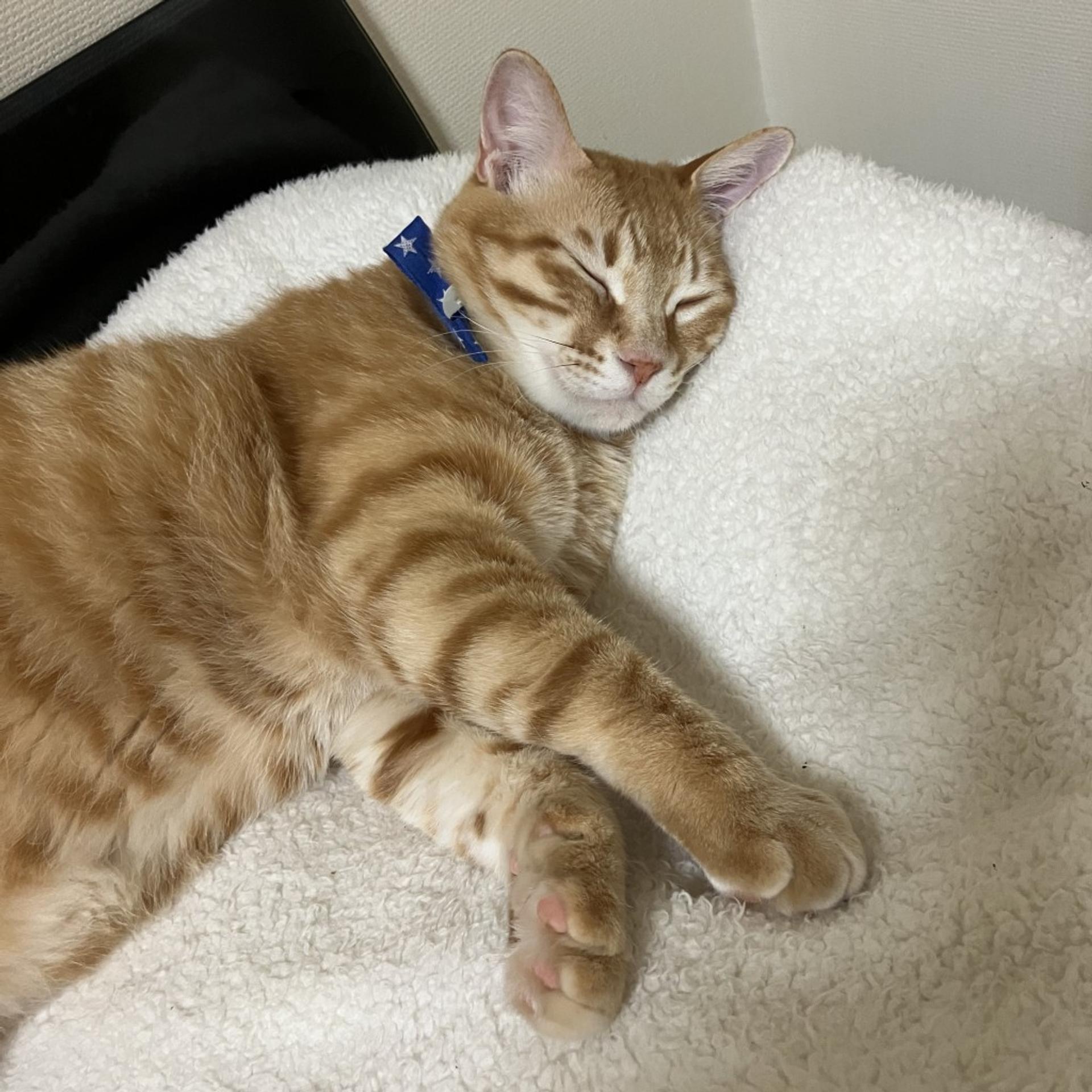 pet-image-2