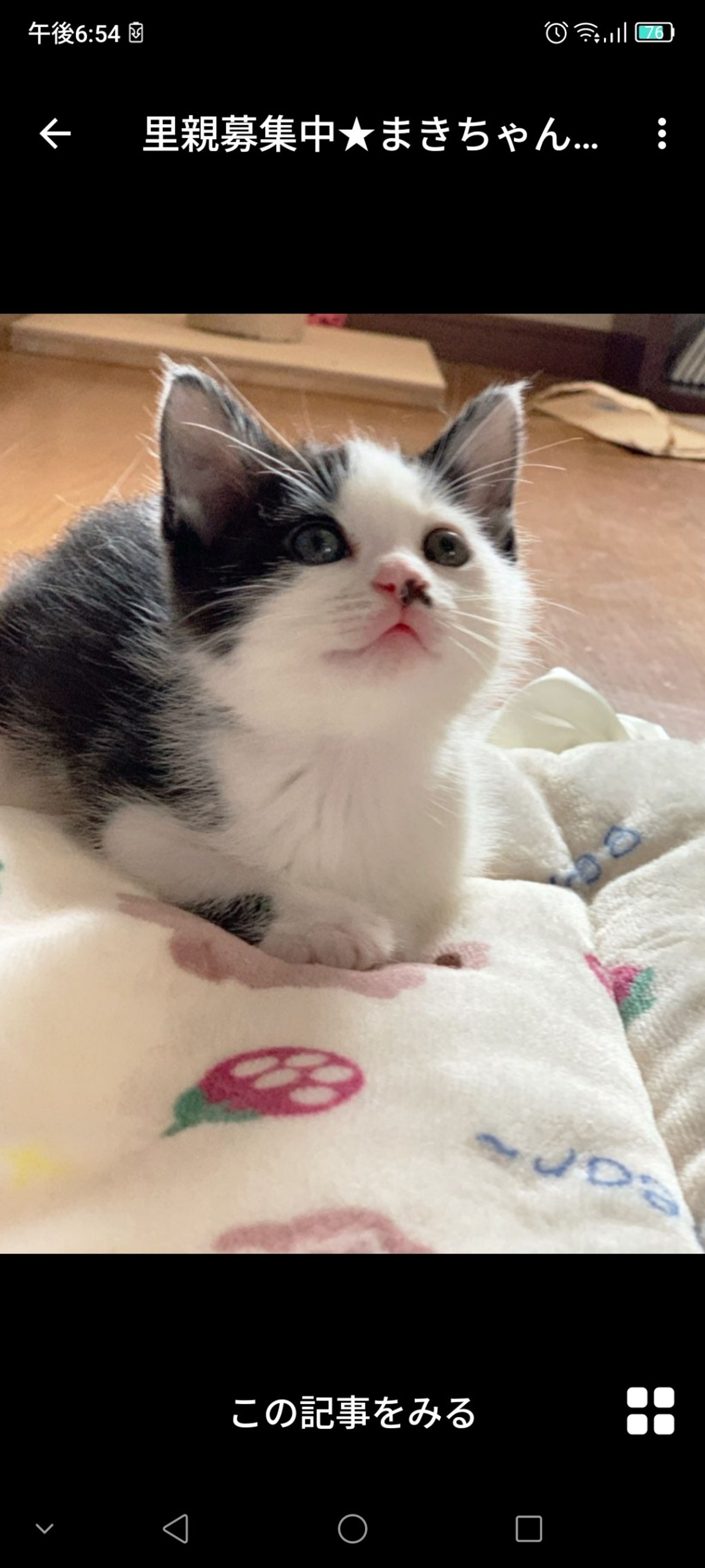 雑種（ミックス猫）・メスの里親募集の写真
